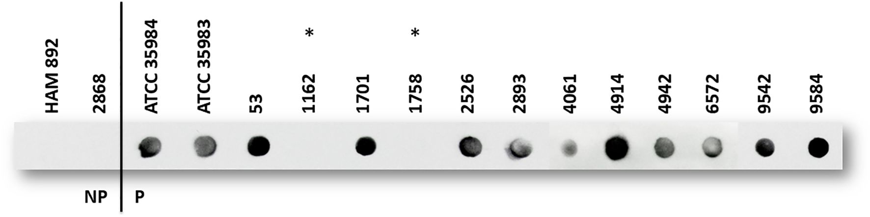 Dot blot analysis with different sample labels: HAM 892, 2868, ATCC 35984, ATCC 35983, and numbers 53, 1162, 1701, 1758, 2526, 2893, 4061, 4914, 4942, 6572, 9542, 9584. Two sections are labeled NP and P, with variable intensity dots indicating protein or antibody presence. Asterisks mark specific samples.