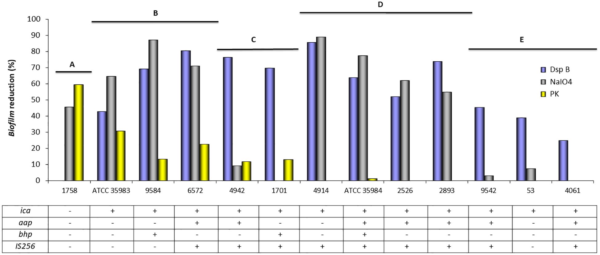 Bar graph showing biofilm reduction percentages for various samples using three treatments: DspB, NaIO4, and PK. DspB exhibits the highest reduction across most samples. The x-axis lists samples, and the y-axis shows biofilm reduction percentage. A table below indicates the presence of genes: ica, aap, bhp, and IS256, with positive or negative markers. Different sections are labeled A to E.
