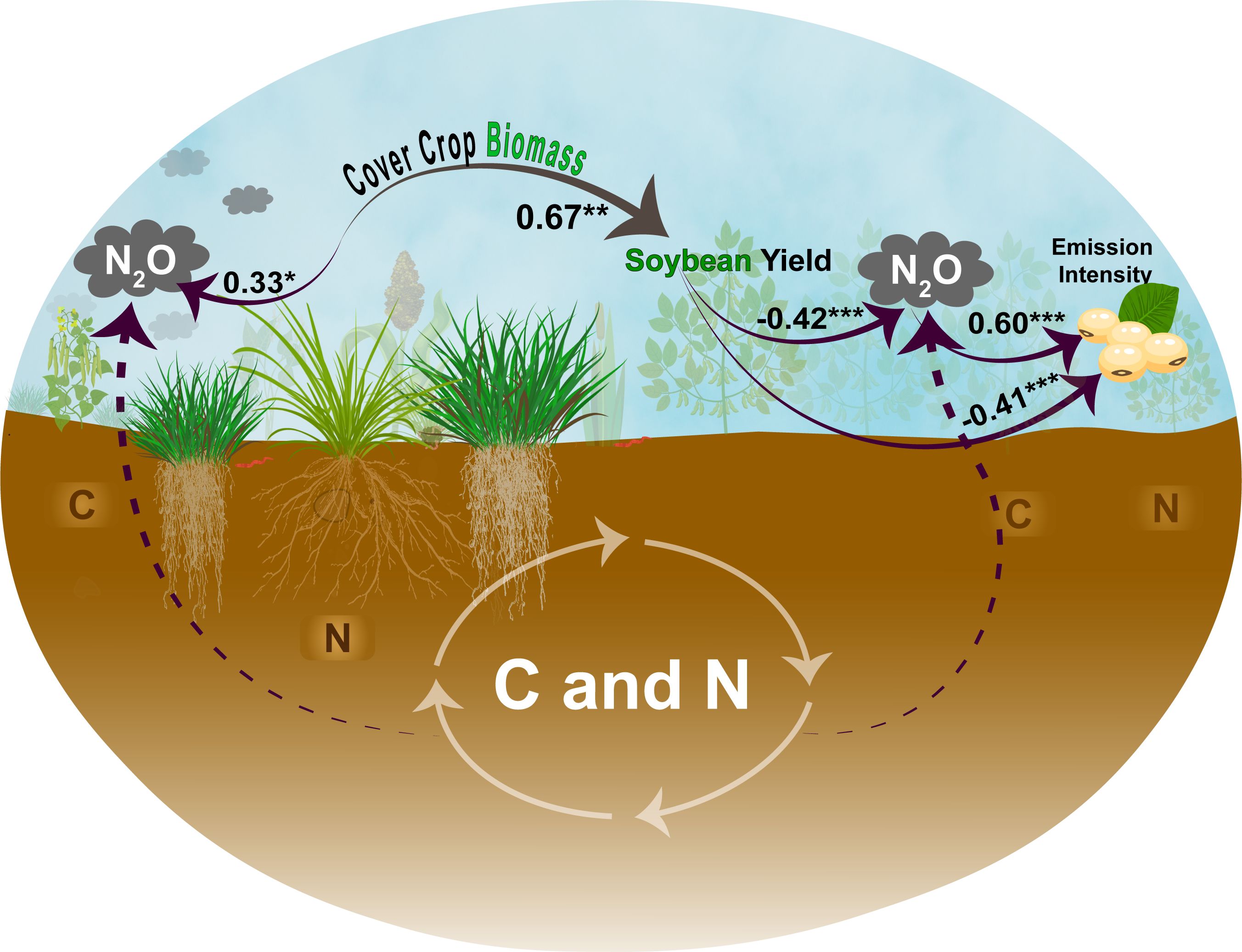 Diagram illustrating the relationship between soil carbon (C), nitrogen (N), and nitrous oxide (N₂O) emissions with cover crop biomass and soybean yield. Arrows and numbers show correlation levels, denoting how these factors impact emission intensity and yield. The cycle includes nitrogen and carbon in the soil, with visual representations of plant roots and crops.