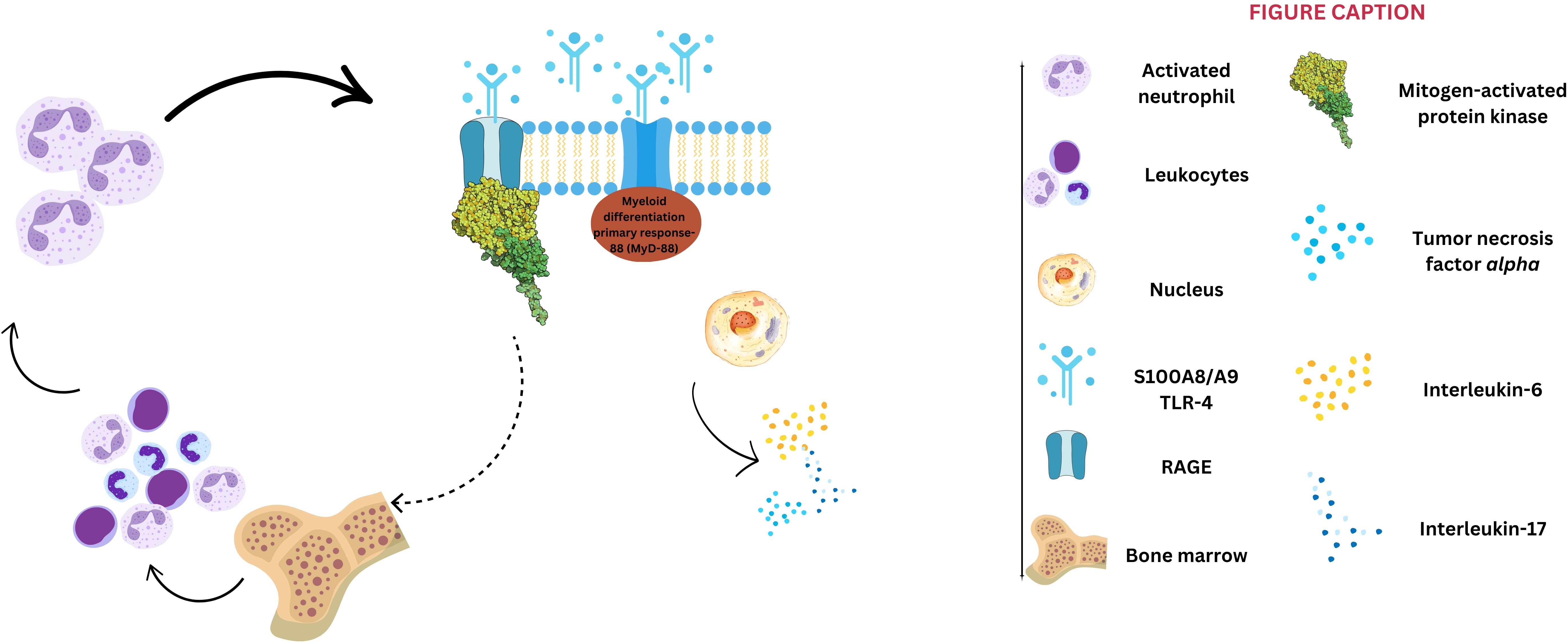 Diagram illustrating the differentiation pathway of leukocytes originating from the bone marrow, leading to activated neutrophils. It shows the involvement of elements like MyD-88, RAGE, and TLR-4, and the roles of proteins such as interleukin-6, interleukin-17, and tumor necrosis factor alpha. A legend on the right identifies key components, including mitogen-activated protein kinase and nucleus. Arrows indicate the process direction and connections.