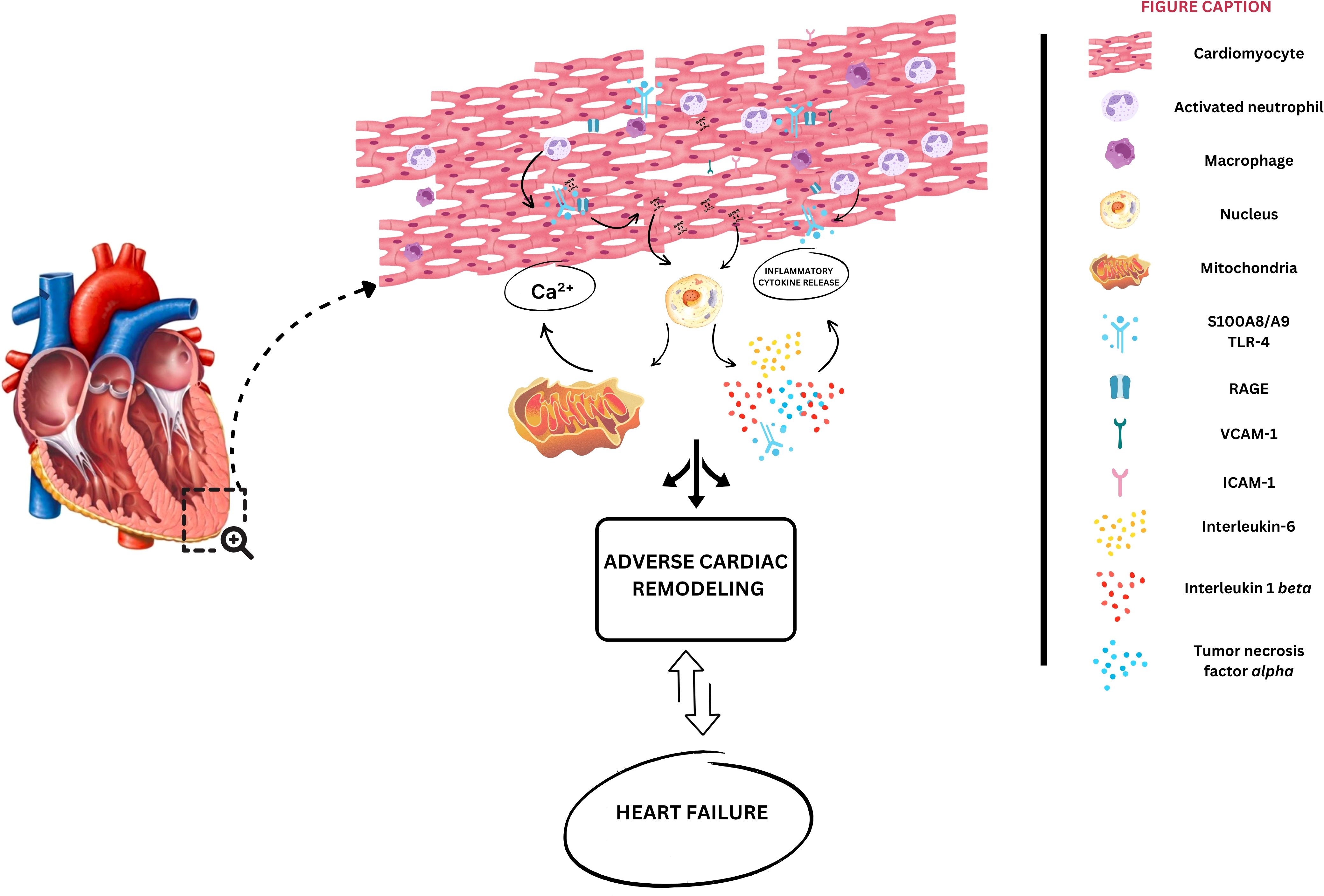 Illustration of heart failure development showing a heart linked to adverse cardiac remodeling and heart failure. A detailed view highlights cardiomyocyte interactions, including activated neutrophils, macrophages, and inflammatory cytokine release. Arrows indicate pathways involving calcium, mitochondria, and various molecules like interleukin and tumor necrosis factor. A legend identifies cell types and molecules.