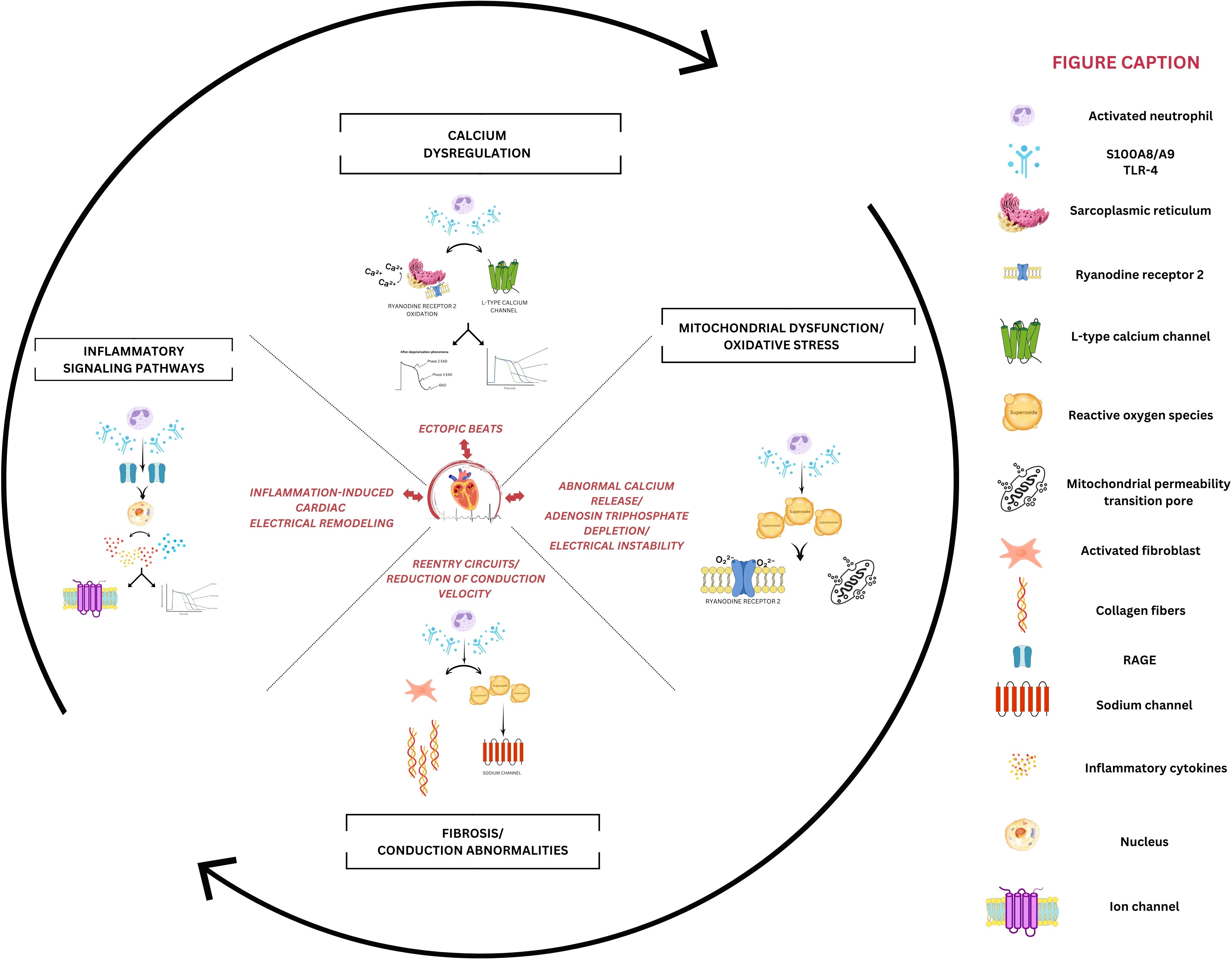 Diagram illustrating cardiac arrhythmia mechanisms. It shows interactions between calcium dysregulation, inflammatory signaling pathways, mitochondrial dysfunction, and fibrosis. Key elements include ryanodine receptor 2, sodium channels, reactive oxygen species, and activated fibroblasts. The central heart image connects processes like ectopic beats, inflammation-induced remodeling, and conduction velocity reduction. A figure caption identifies icons like activated neutrophils and collagen fibers.