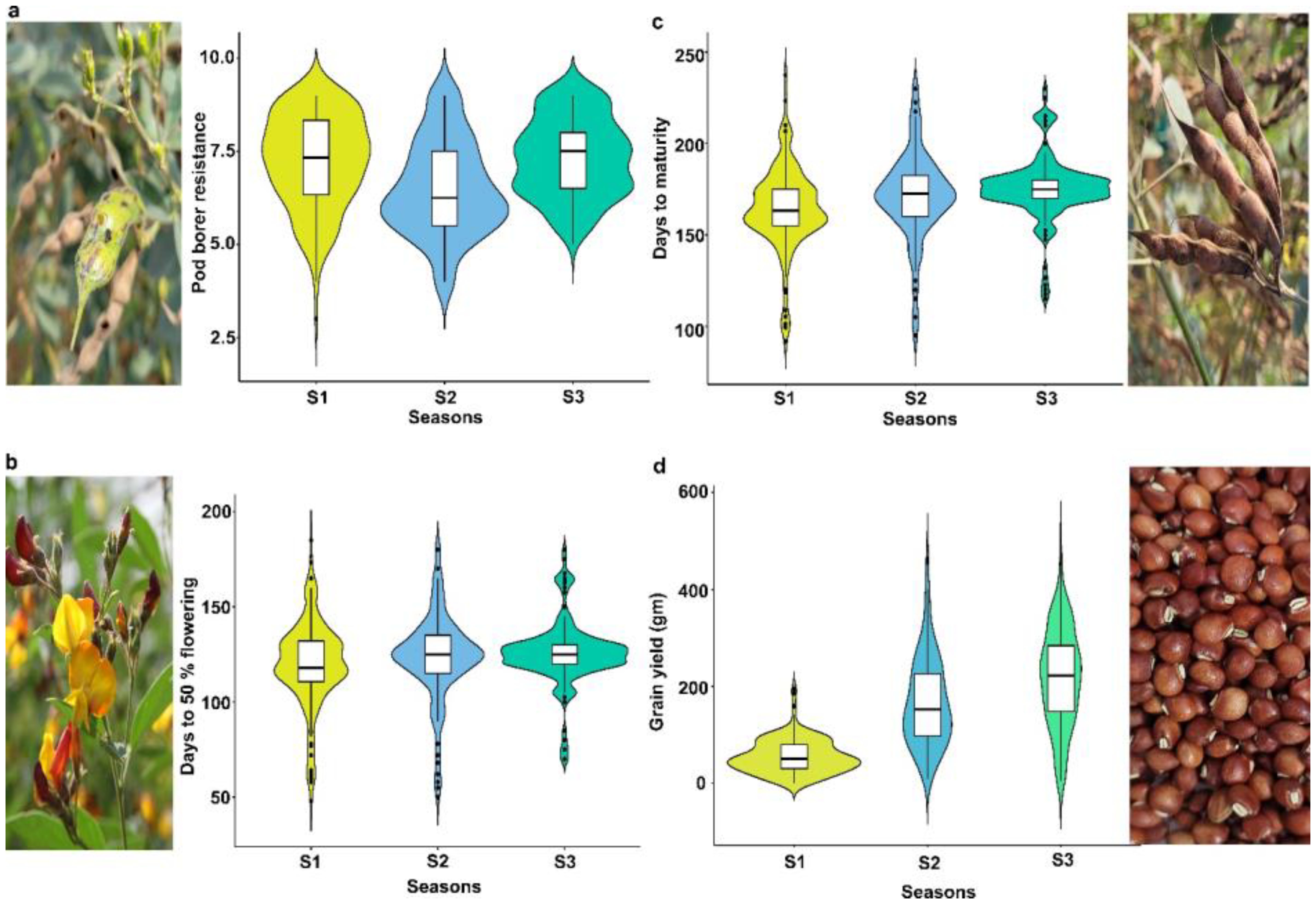 Violin plots depict various agricultural traits across three seasons (S1, S2, S3). Panel a shows pod borer resistance; panel b shows days to fifty percent flowering; panel c shows days to maturity; panel d shows grain yield. Flanking images depict pea pods, flowering plants, mature pods, and grains.