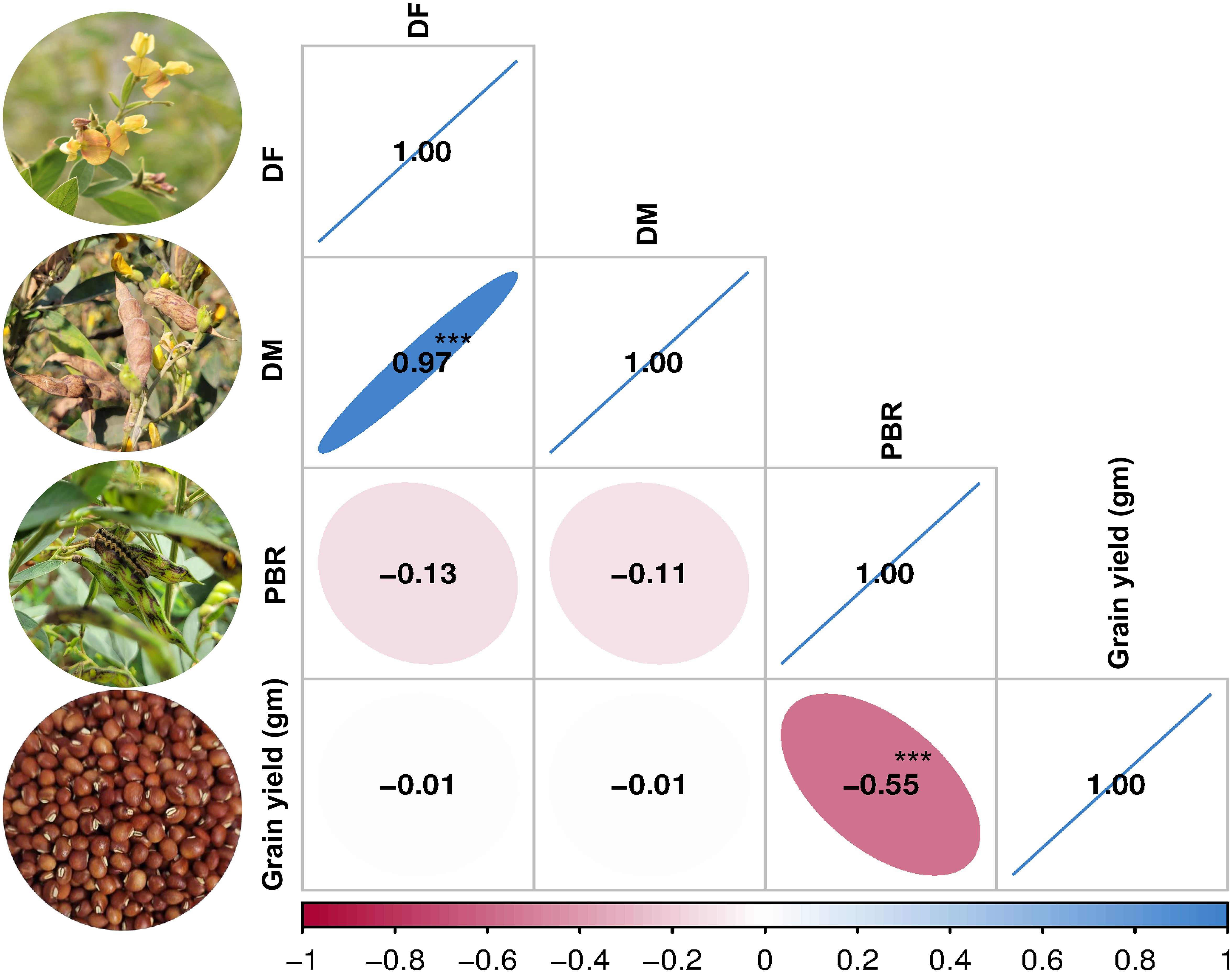 Correlation matrix with images of crops and seeds shows relationships among DF, DM, PBCR, and grain yield. Positive correlation is highlighted in blue and negative in red. High positive correlation between DF and DM is 0.97, marked with three asterisks. Negative correlation between PBCR and grain yield is -0.55, also marked with asterisks.
