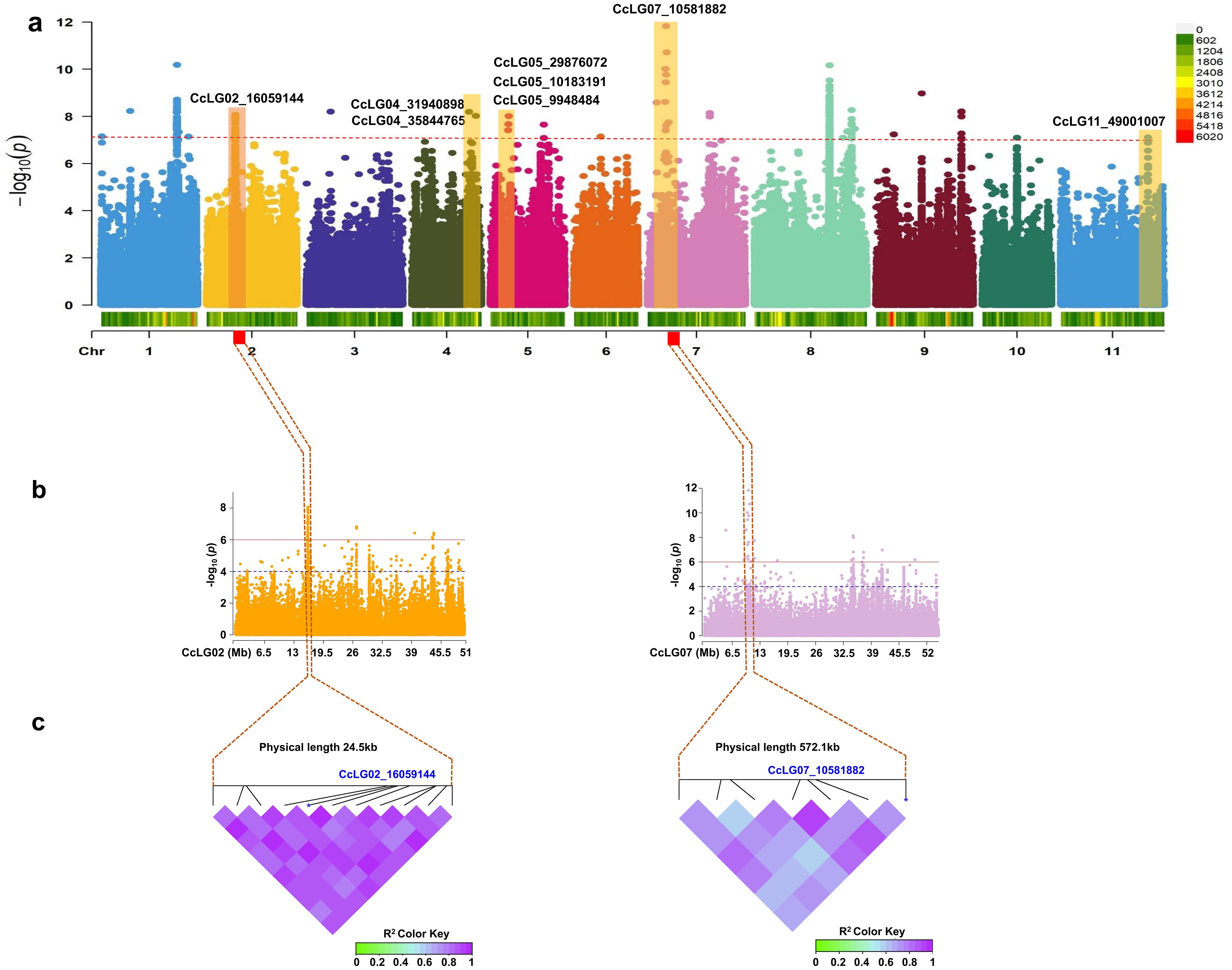 Genetic association study results displayed in a multi-panel figure. Panel a is a Manhattan plot showing -log10(p) values across chromosomes colored differently, highlighting significant genetic loci. Panels b show focused views of specific loci on chromosomes 2 and 7, with detailed plots of -log10(p) against physical distance in megabases. Panel c illustrates linkage disequilibrium blocks for the significant loci on chromosomes 2 and 7, marked with names and physical lengths. Each block uses a color gradient to indicate strength of linkage (R² values). A color key is included for reference.