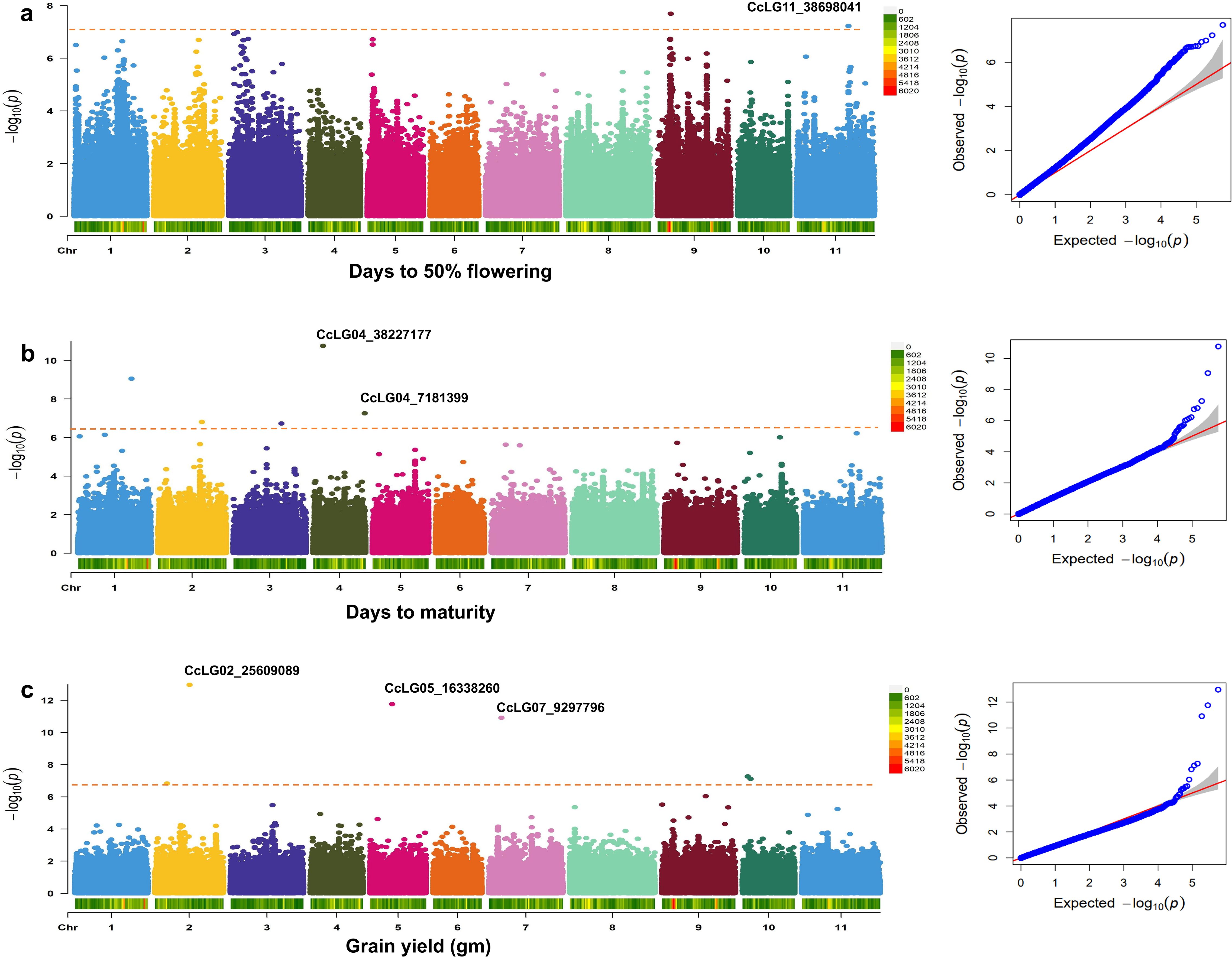 Three Manhattan plots depicting genome-wide association studies (GWAS) data for traits: (a) Days to 50% flowering, (b) Days to maturity, (c) Grain yield. Each plot shows genetic variation across chromosomes with significant peaks, marked by chromosome numbers and gene identifiers. Right-side Q-Q plots compare observed versus expected p-values, showing deviation indicating genetic associations. Color gradient keys indicate minor allele frequency.