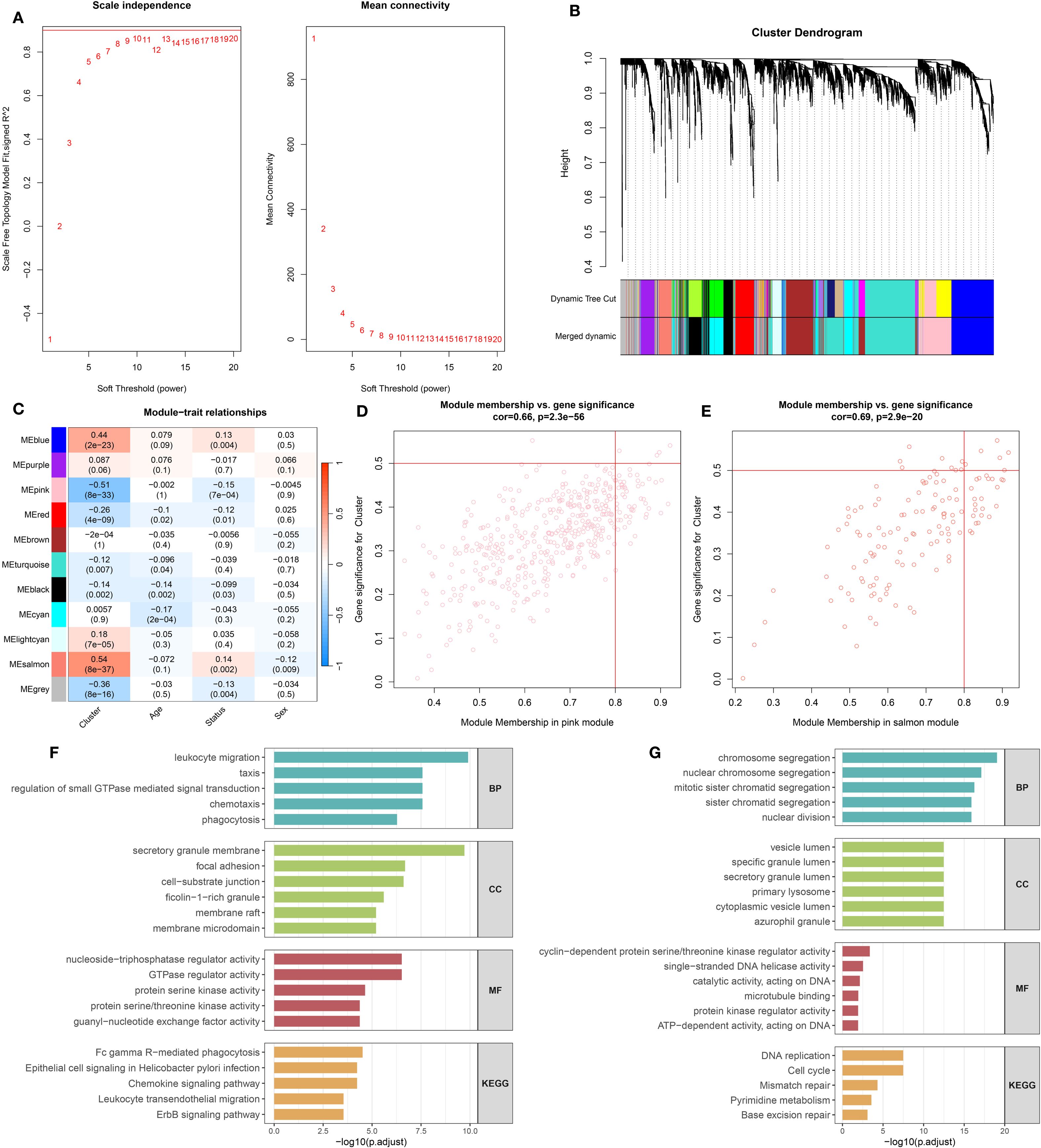 The image contains multiple panels showing various data visualizations related to gene expression and analysis. Panel A displays two line graphs illustrating scale independence and mean connectivity versus soft threshold power. Panel B features a cluster dendrogram with dynamic tree cuts and merged dynamics. Panel C presents a heatmap of module-trait relationships. Panels D and E show scatter plots correlating module membership with gene significance for pink and salmon modules, respectively. Panels F and G feature bar charts indicating biological processes, cellular components, molecular functions, and KEGG pathways associated with different modules.