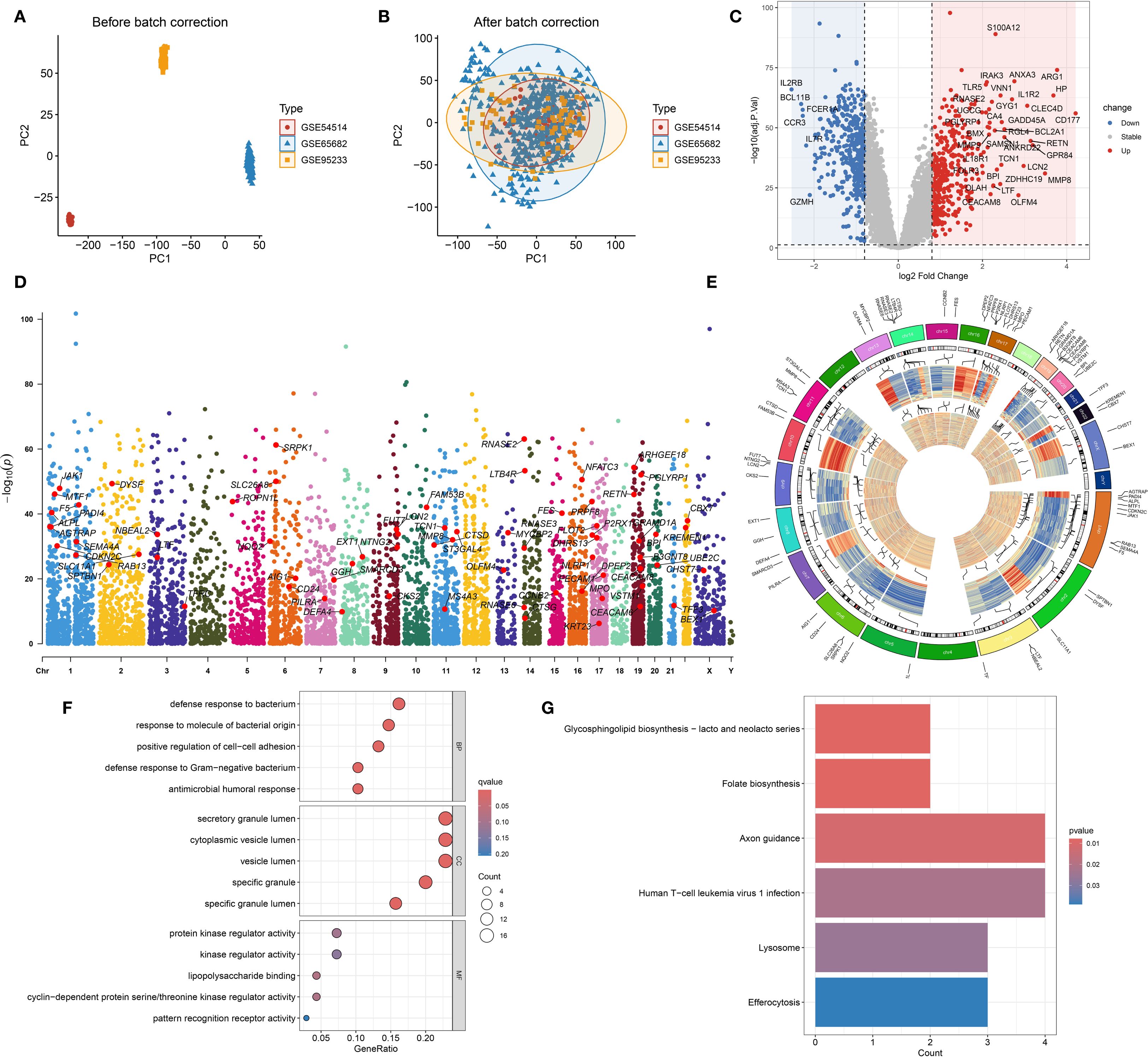 A multi-panel image displaying the following: (A) A principal component analysis (PCA) plot showing data before batch correction with three distinct clusters. (B) PCA plot after batch correction with mixed clustering. (C) A volcano plot illustrating gene expression changes, highlighting significantly upregulated and downregulated genes. (D) A Manhattan plot of genomic data across various chromosomes. (E) A circular heatmap chart showing hierarchical clustering of data across different conditions. (F) A bubble chart of gene ontology analysis with various biological processes annotated. (G) A bar chart showing pathways with p-value annotations.