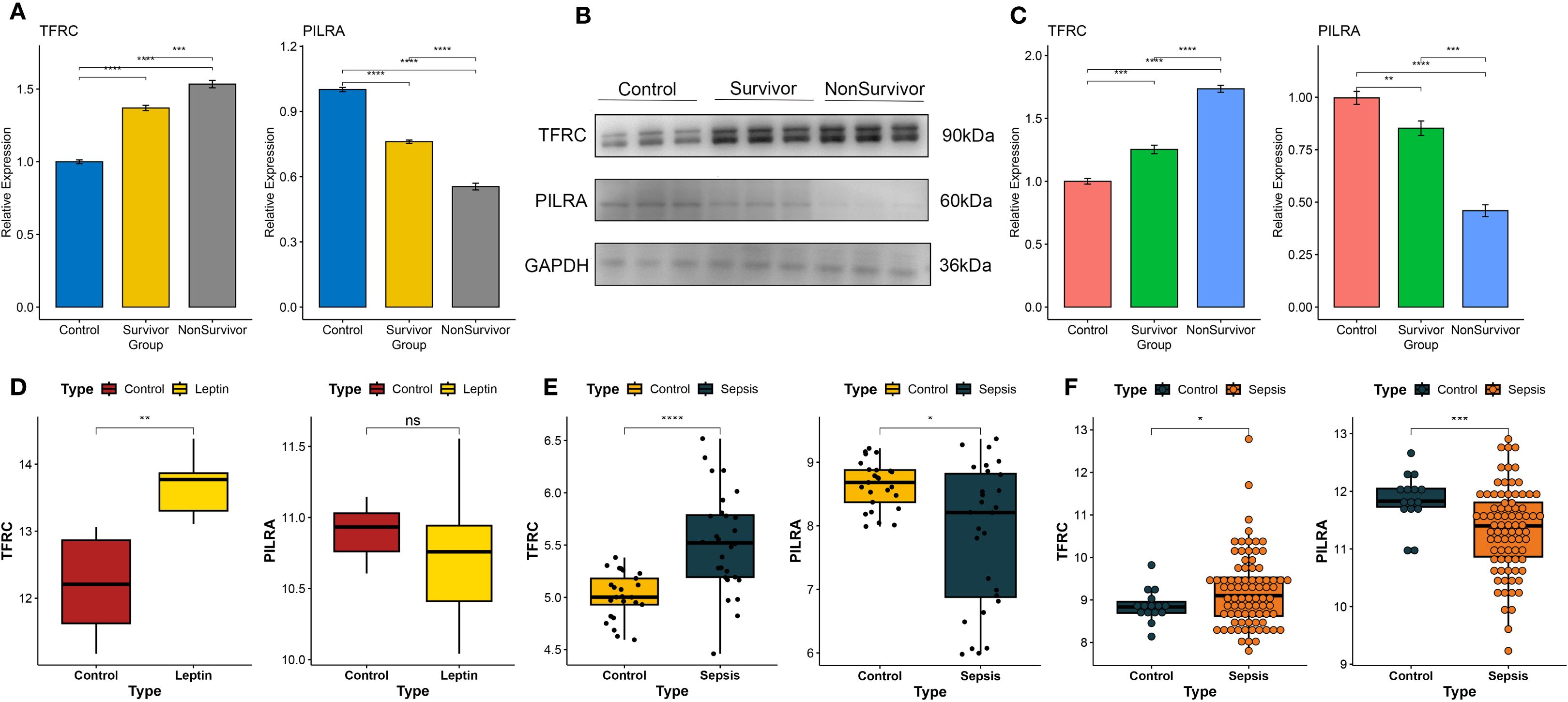 Six panels depict data on TFRC and PILRA expression. Panel A: Bar graphs show relative expression in Control, Survivor, and NonSurvivor groups, with significant differences marked. Panel B: Western blot images for TFRC, PILRA, and GAPDH across groups. Panel C: Bar graphs compare relative expression, highlighting statistical significance. Panel D: Box plots compare TFRC and PILRA expression between Control and Leptin groups. Panel E: Box plots for TFRC and PILRA in Control and Sepsis groups, showing significant differences. Panel F: Box plots for TFRC and PILRA in Control and Sepsis groups, indicating statistical significance.