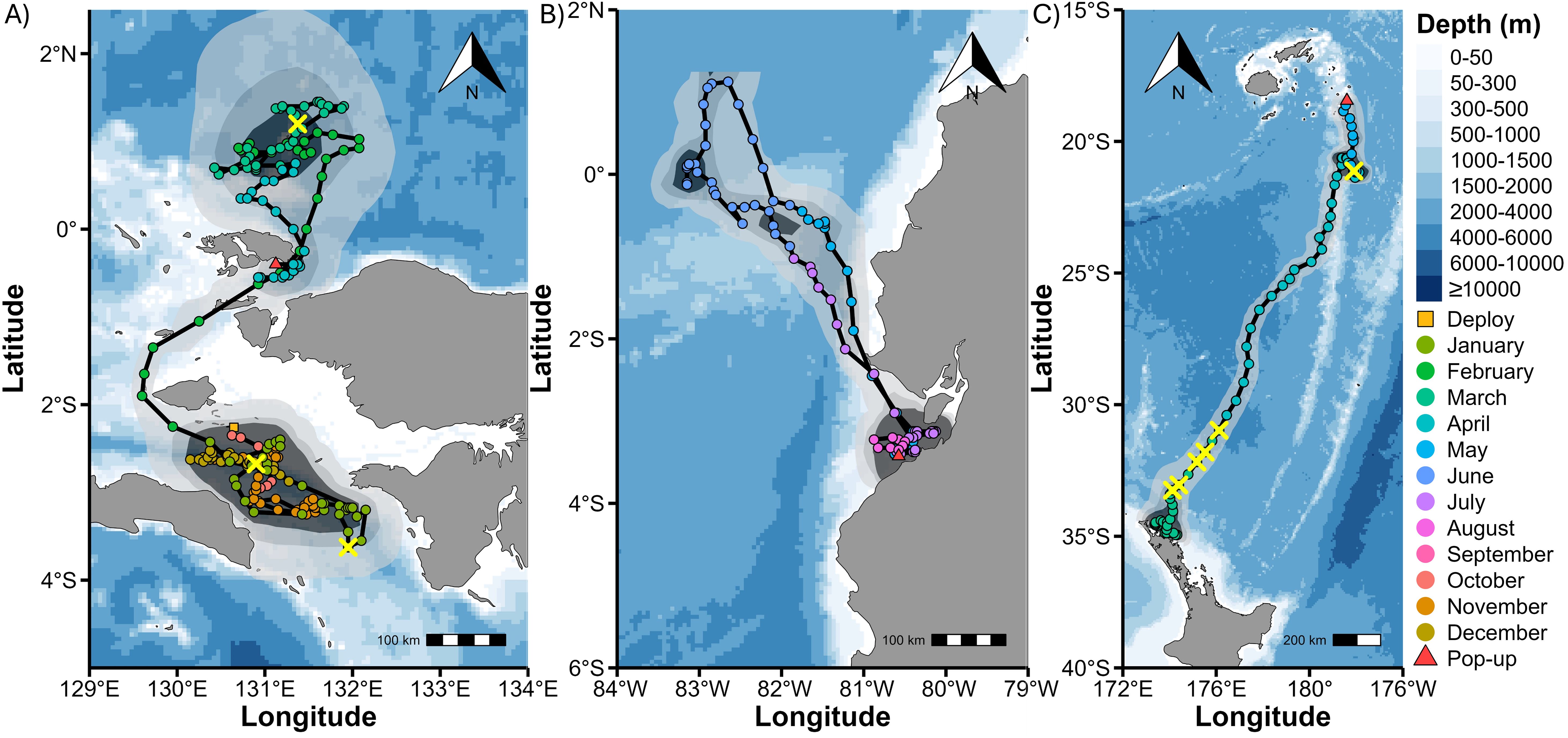 Three maps showing migratory tracks over different geographies, labeled A, B, and C, each indicating latitude and longitude. Color-coded dots represent months from January to December, with distinct colors for deployment and pop-up locations. Depth is indicated by a gradient color scale, with darker shades representing deeper areas. Each panel includes a north arrow and scale bar, showing detailed oceanic and land formations relevant to the track lines.