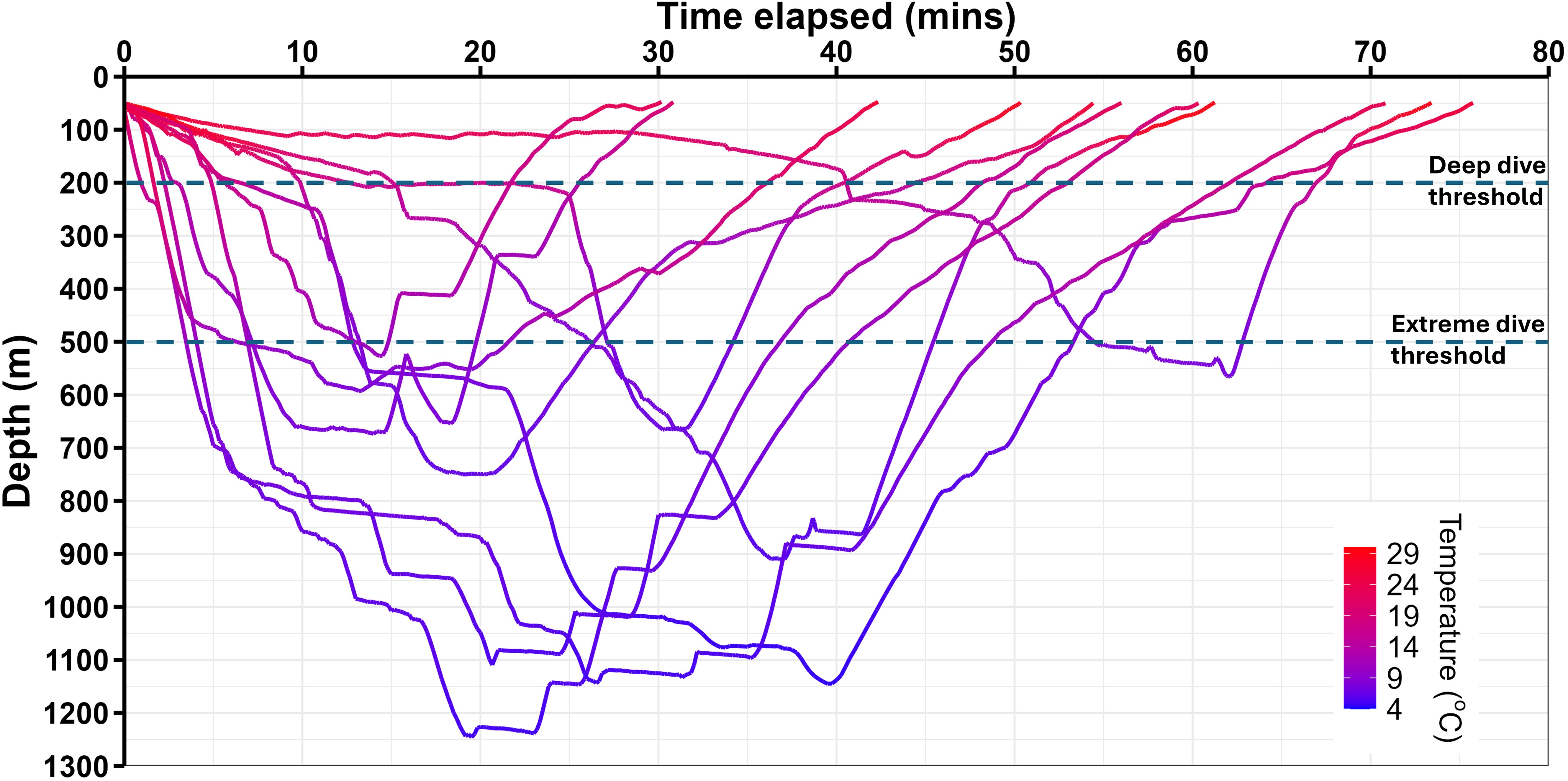Graph showing dive depth over time with various colored lines representing different temperature ranges from four to twenty-nine degrees Celsius. Depth is plotted on the vertical axis from zero to thirteen hundred meters, and time in minutes on the horizontal axis up to eighty minutes. Dashed lines indicate deep dive and extreme dive thresholds at two hundred and five hundred meters, respectively.