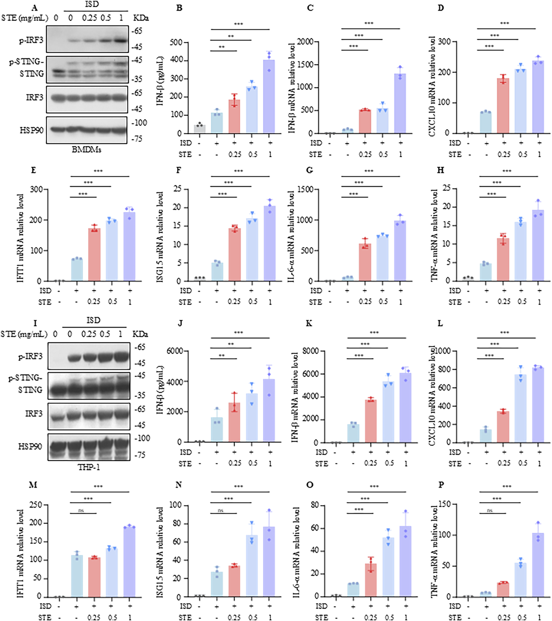 Western blot and bar graphs displaying the effects of varying concentrations of STE on protein and mRNA levels in BMDMs and THP-1 cells treated with ISD. Panels show protein bands for p-IRF3, p-STING, STING, IRF3, and HSP90, along with corresponding bar charts for cytokine and mRNA levels (IFN-β, CXCL10, IFIT1, ISG15, IL-6, TNF-α). Statistical significance is denoted with asterisks.