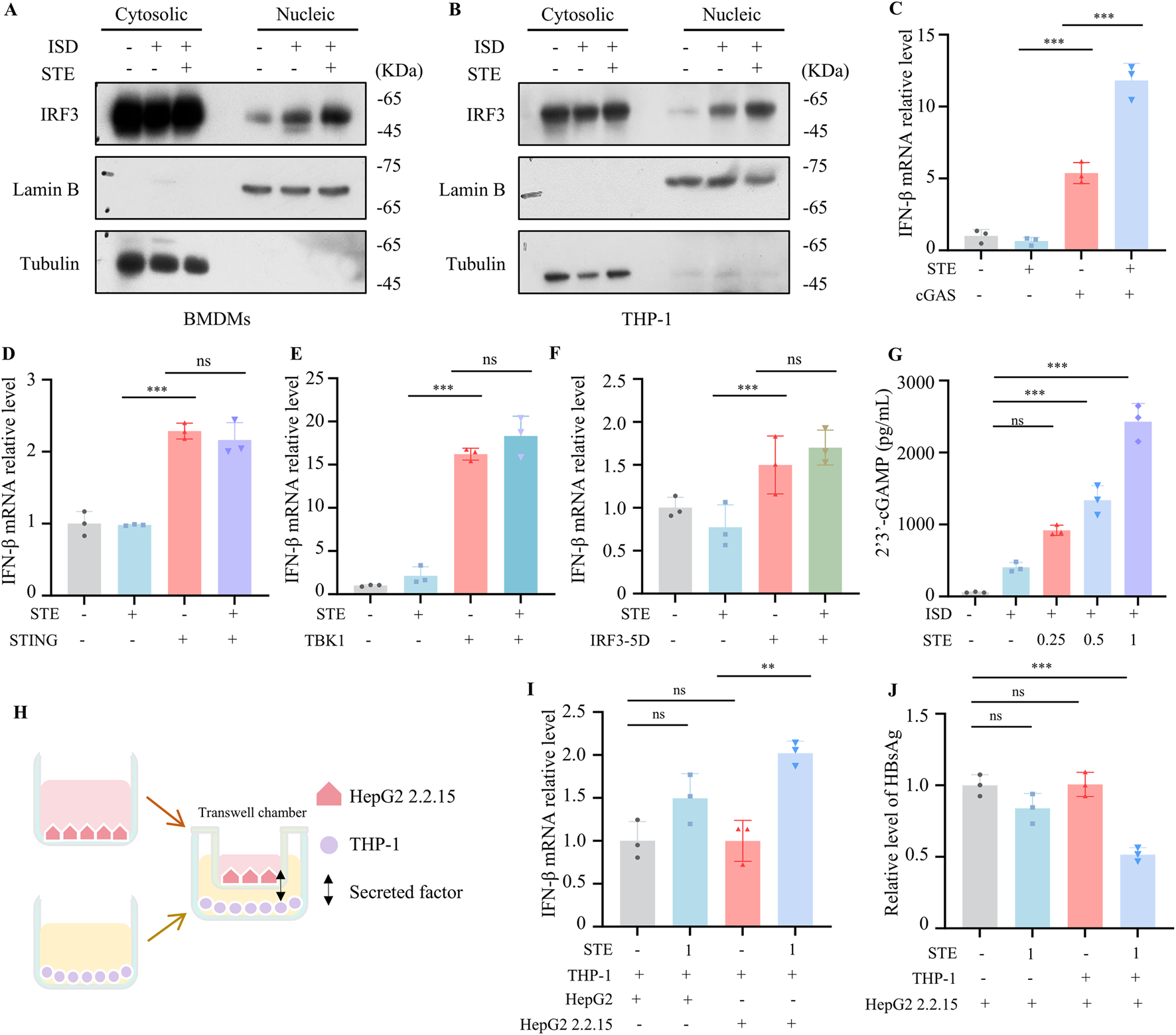 Western blot and bar graphs showing the effects of different treatments on IRF3 levels in cytosolic and nucleic fractions of BMDMs and THP-1 cells, as well as IFN-β mRNA levels in various conditions. Additionally, 2'3'-cGAMP levels are depicted, with significance indicated by asterisks. A diagram illustrates a Transwell chamber setup with HepG2 2.2.15 and THP-1 cells and secreted factor interactions. Graphs I and J show relative levels of IFN-β mRNA and HBsAg under different conditions, with statistical significance noted.