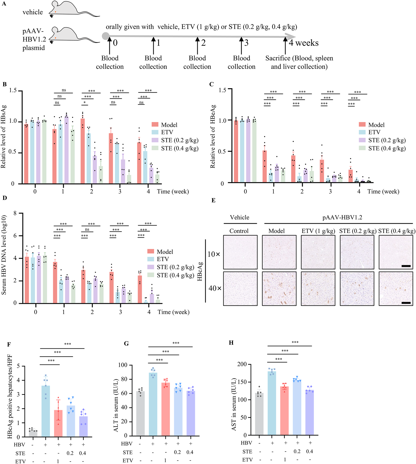 Scientific diagram showing an experimental study on HBV treatment. Panel A depicts the study design with mice administered a vehicle, ETV, or STE over four weeks, with blood collection and final sacrifice. Panels B, C, and D present bar graphs showing levels of HBV parameters over time. Panel E shows liver tissue images stained for HBV. Panels F, G, and H display additional bar graphs measuring liver enzyme levels. Statistical significance is indicated in each graph with asterisks.