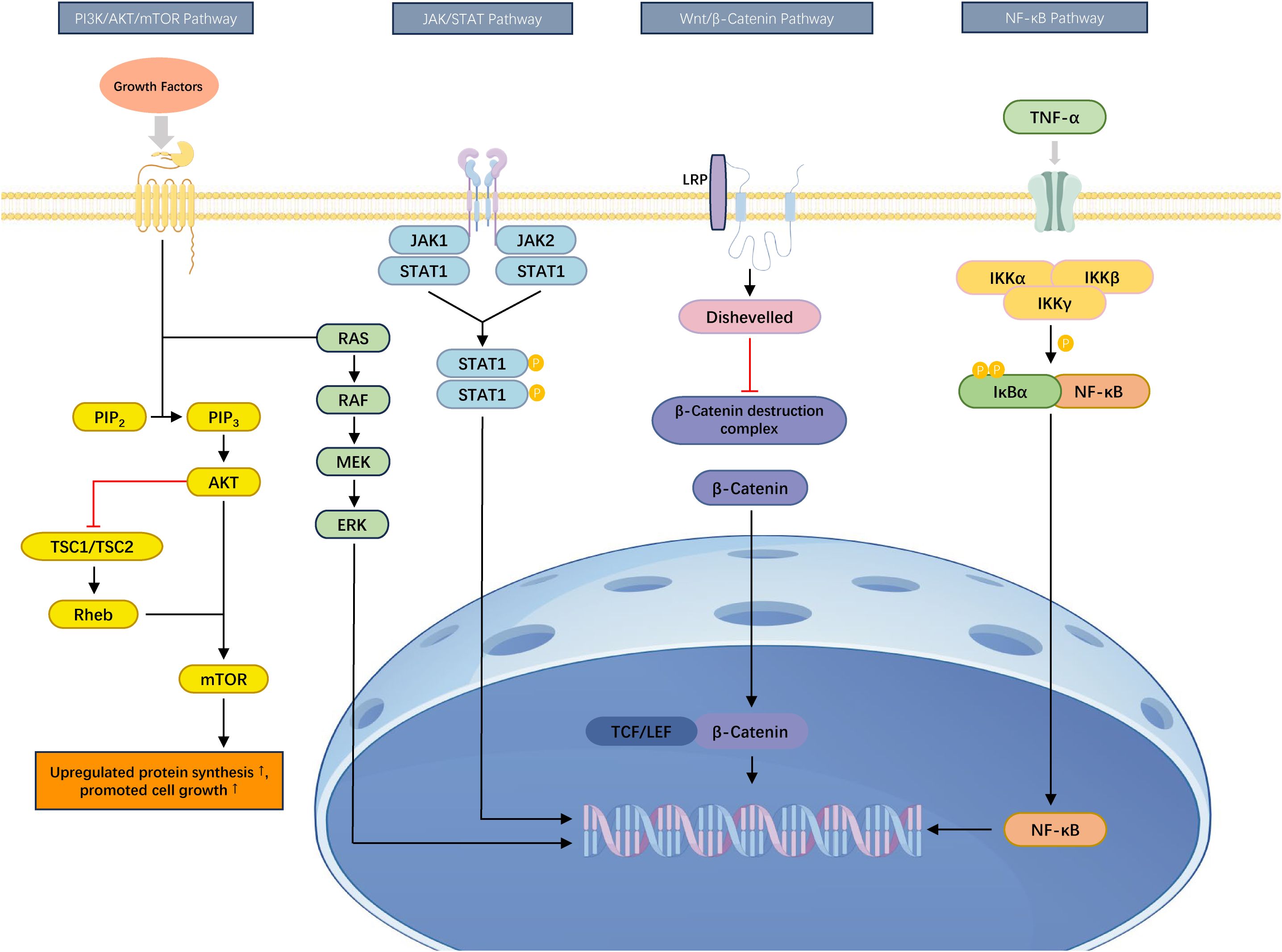Illustration of cellular signaling pathways: PI3K/AKT/mTOR, JAK/STAT, Wnt/β-Catenin, and NF-κB. Each pathway is activated by different factors, triggering a cascade of protein interactions, ultimately affecting gene expression and cell growth. The diagram shows interactions between proteins such as AKT, STAT1, β-Catenin, and NF-κB, with processes like phosphorylation and protein inhibition indicated by arrows and bars.