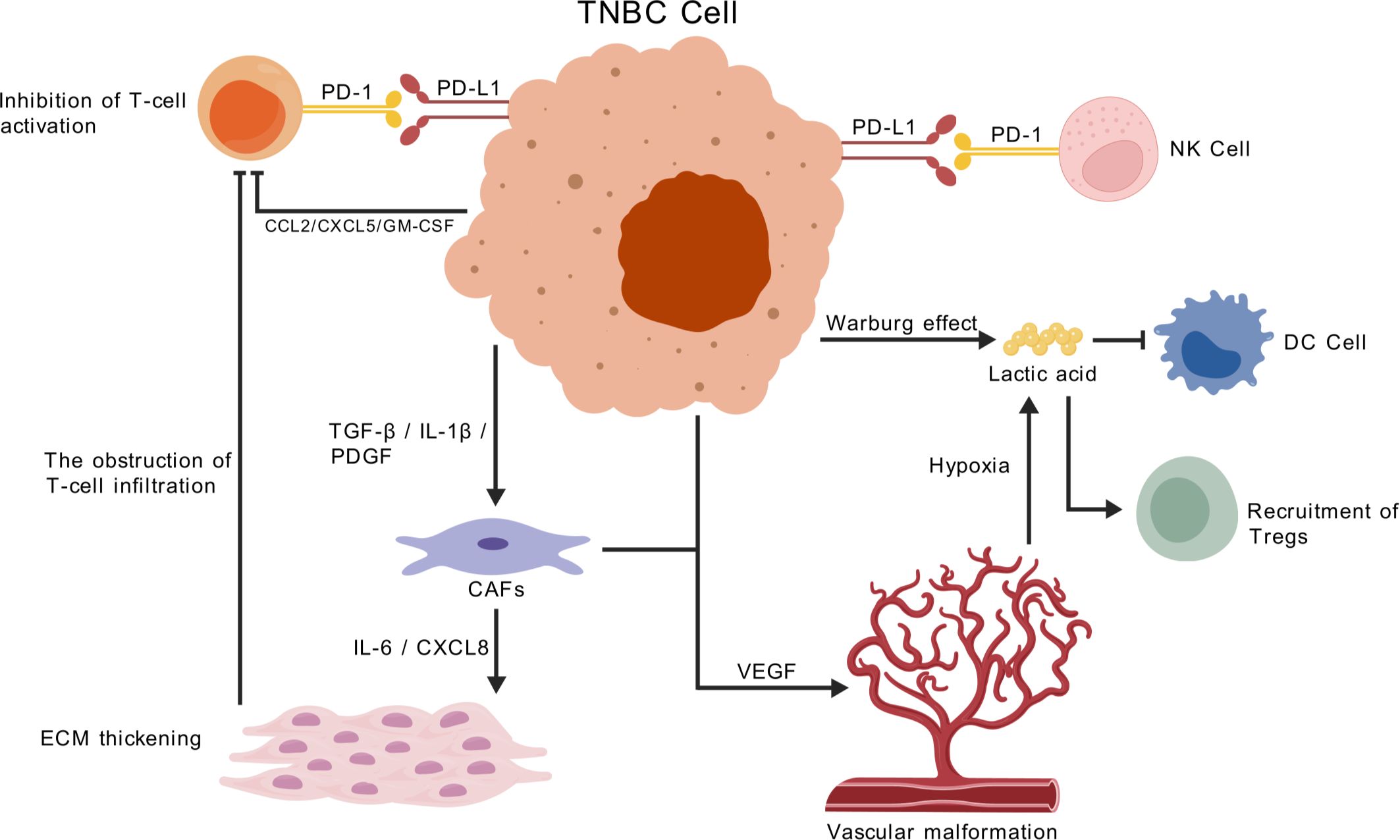 Diagram depicting interactions of a triple-negative breast cancer (TNBC) cell with immune and stromal cells. It shows PD-1/PD-L1 interactions with T and NK cells, leading to inhibition of T-cell activation. The TNBC cell secretes factors like CCL2, CXCL5, and GM-CSF, further obstructing T-cell infiltration and causing ECM thickening. CAFs are activated by TGF-β, IL-1β, and PDGF, secreting IL-6 and CXCL8. VEGF causes vascular malformation. The Warburg effect and lactic acid lead to DC cell alterations and Tregs recruitment, promoting hypoxia.