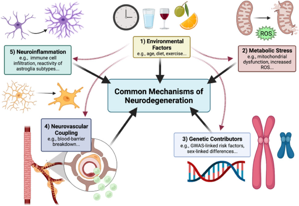 Flowchart depicting common mechanisms of neurodegeneration with five contributing factors: 1) Environmental factors like age, diet, exercise; 2) Metabolic stress such as mitochondrial dysfunction; 3) Genetic contributors including GWAS-linked risk factors; 4) Neurovascular coupling indicating blood-barrier breakdown; 5) Neuroinflammation involving immune cell infiltration. Arrows illustrate interactions between these factors and the central mechanisms.