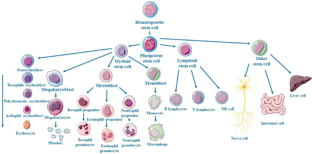 Diagram illustrating the differentiation pathway of a pluripotent stem cell. It divides into myeloid, lymphoid, and other stem cells. Myeloid stem cells differentiate into various blood cells, including erythrocytes, platelets, and several types of granulocytes and macrophages. Lymphoid stem cells develop into B lymphocytes, T lymphocytes, and NK cells. Other stem cells can form liver, intestinal, and nerve cells.