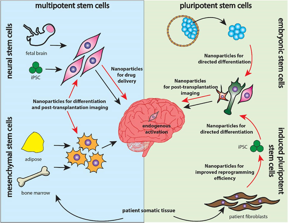 Diagram comparing multipotent and pluripotent stem cells and their applications. On the left, neural and mesenchymal stem cells derived from fetal brain and bone marrow are shown with nanoparticle uses. On the right, embryonic and induced pluripotent stem cells are depicted with nanoparticle roles in differentiation and post-transplantation imaging, highlighting endogenous activation and reprogramming efficiency.
