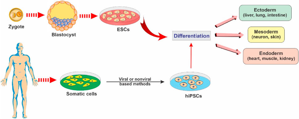 Diagram illustrating stem cell differentiation. A zygote develops into a blastocyst, forming embryonic stem cells (ESCs). These differentiate into ectoderm (liver, lung, intestine), mesoderm (neuron, skin), and endoderm (heart, muscle, kidney). Somatic cells from a human undergo transformation using viral or non-viral methods into human-induced pluripotent stem cells (hiPSCs).