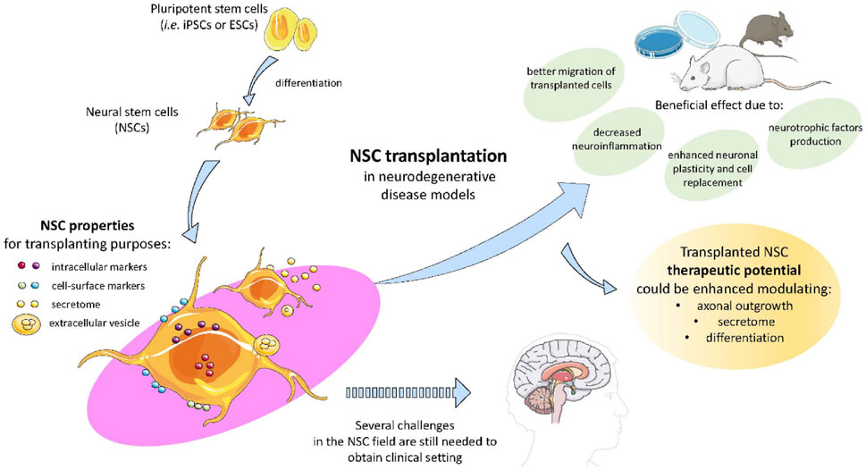 Flowchart illustrating neural stem cell (NSC) transplantation for neurodegenerative disease models. Pluripotent stem cells differentiate into NSCs, which have properties for transplantation: intracellular markers, cell-surface markers, secretome, and extracellular vesicles. Benefits of transplanted NSCs include better cell migration, decreased neuroinflammation, enhanced neuronal plasticity and replacement, and neurotrophic factor production. Therapeutic potential could be improved by modulating axonal outgrowth, secretome, and differentiation. Challenges remain for clinical application. A brain illustration indicates the target area for treatment.