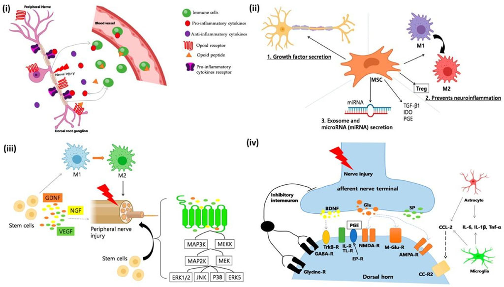 Diagram detailing cellular and molecular interactions related to nerve injury and repair mechanisms. It includes illustrations of peripheral nerves, dorsal root ganglion, immune cells, and pain pathways. Key elements like growth factor secretion, exosome secretion, stem cell involvement, and cytokine activities are highlighted. The illustration is divided into four panels, showing processes like nerve damage response, immune modulation, and signaling pathways involved in inflammation and neural repair. Various receptors and molecular interactions are labeled, such as opioid receptors and cytokines, indicating complex biological interactions following nerve injury.