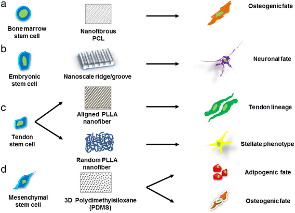 Diagram depicting different stem cell types and their differentiation based on nanofiber substrates. (a) Bone marrow stem cell differentiates on nanofibrous PCL to osteogenic fate. (b) Embryonic stem cell on nanoscale ridge/groove to neuronal fate. (c) Tendon stem cell on aligned PLLA nanofiber to tendon lineage, and on random PLLA nanofiber to stellate phenotype. (d) Mesenchymal stem cell on 3D PDMS to adipogenic and osteogenic fates.
