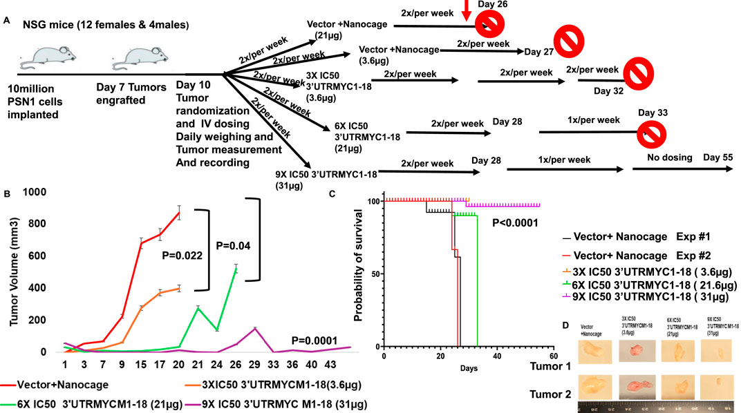 Diagram showing a study on the effects of various treatments in NSG mice with implanted tumors. Panel A outlines the experimental timeline and dosing schedule, including different treatment regimens. Panel B presents a line graph comparing tumor volumes over time for each treatment group, showing statistical significance. Panel C displays a survival probability chart with significant results. Panel D shows images of tumor samples from two tumors under different treatment regimens, highlighting size variations.