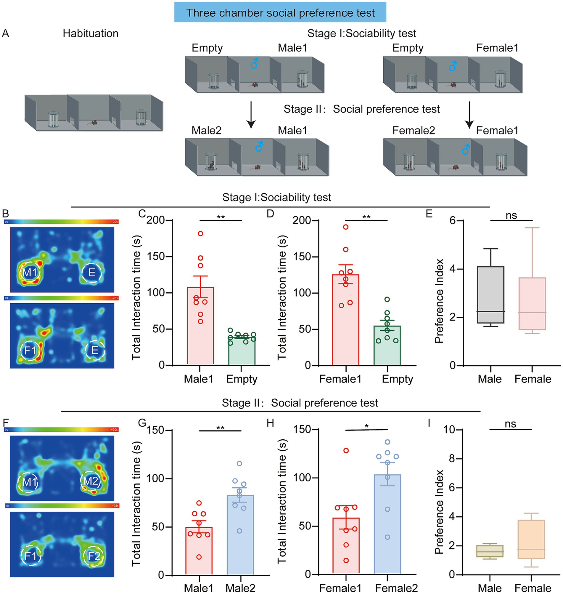 Illustration of a three-chamber social preference test showing the setup for sociability and social preference tests. Heat maps (B, F) indicate interaction intensity with male and female test subjects. Bar graphs (C, D, G, H) display total interaction time in seconds, highlighting significant differences with asterisks. Box plots (E, I) present the preference index, indicating nonsignificant results for gender preference.