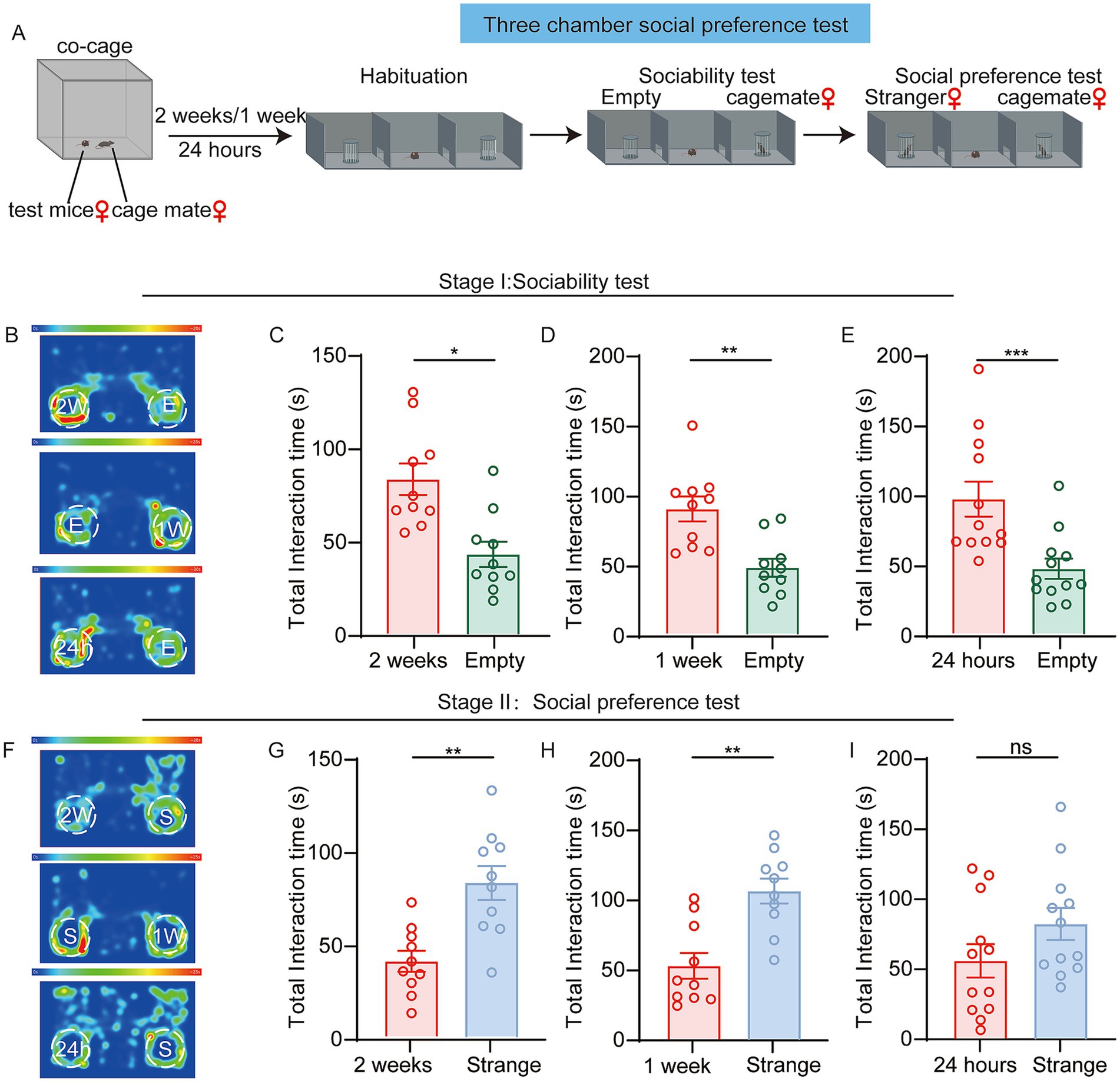 Diagram of a three-chamber social preference test for mice. Panel A depicts the experimental setup and stages: habituation, sociability test, and social preference test. In Panels B, F, heat maps illustrate mouse movements. Panels C, D, E show sociability bar graphs comparing interaction times with familiar cagemates versus empty chambers, with significant differences noted by asterisks. Panels G, H, I display social preference graphs comparing interaction times with familiar versus strange mice, also with significant differences. Results indicate a preference for interaction with familiar mice, notably significant after two weeks and one week but not after 24 hours.
