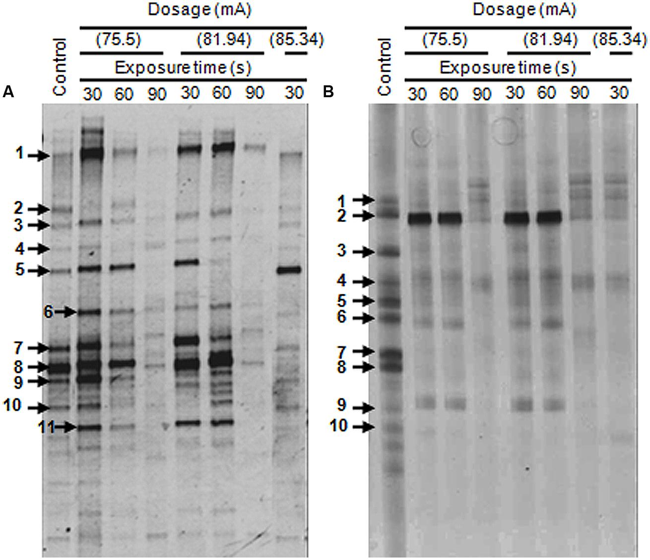 Deterioration to extinction of wastewater bacteria by non-thermal atmospheric pressure air plasma as assessed by 16S rDNA-DGGE fingerprinting