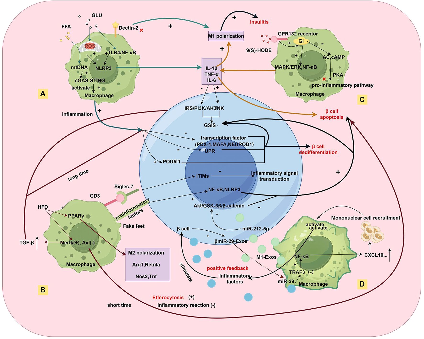 Schematic diagram illustrating macrophage polarization and its impact on pancreatic beta cells. Panels labeled A to D show different pathways involving macrophages, including M1 and M2 polarization, inflammatory and anti-inflammatory processes, and signaling pathways. Key molecules such as IL-1B, TNF-α, IL-6, and factors like pro-inflammatory pathways and cell recruitment are depicted, demonstrating their roles in inflammation and beta-cell apoptosis or dedifferentiation. Arrows indicate the direction of interactions, and various factors are highlighted, including transcription factors and signaling molecules.