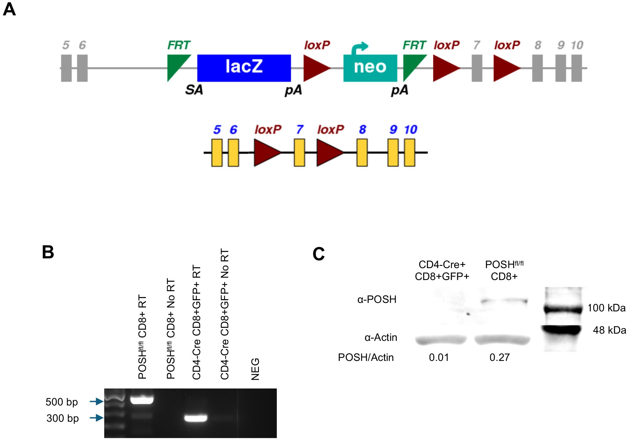 Diagram showing a genetic construct (A) with lacZ and neo genes flanked by FRT and loxP sites, followed by a depiction of exon arrangement with loxP sites. Gel electrophoresis (B) with bands for different conditions, indicating presence of specific DNA fragments. Western blot (C) showing α-POSH and α-Actin bands for CD4-Cre CD8+GFP+ and POSH fl/fl CD8+ cells, with POSH/Actin ratios provided.