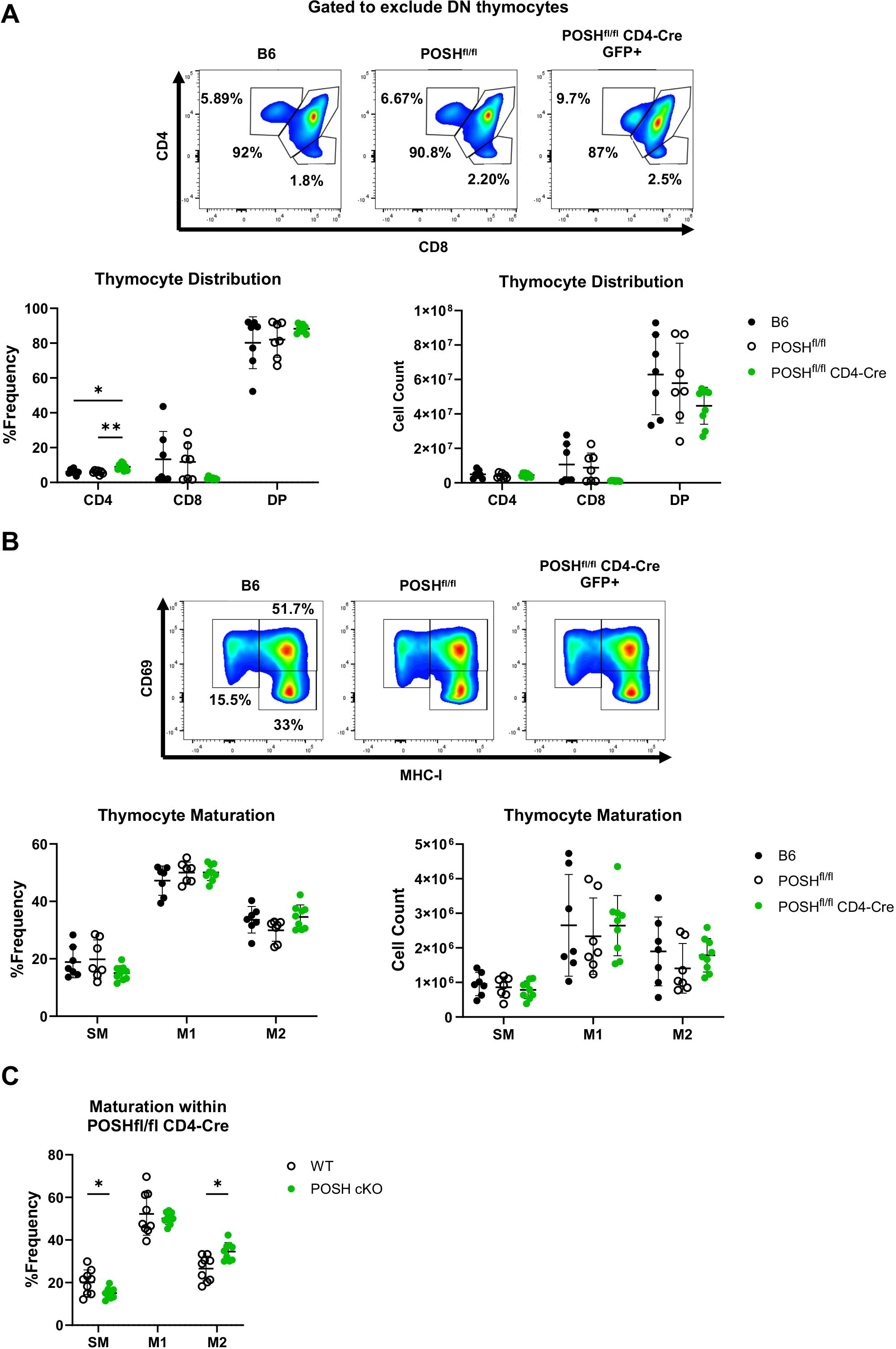Flow cytometry analysis of thymocytes across different mouse genotypes: A) Gated plots show CD4 and CD8 levels, excluding DN thymocytes in B6, POSH^fl/fl, and POSH^fl/fl CD4-Cre GFP+. Scatter plots compare frequency and cell count for CD4, CD8, and DP. B) CD69 vs. MHC-I plots show thymocyte maturation. Scatter plots depict % frequency and cell count for SM, M1, and M2. C) Maturation within POSH^fl/fl CD4-Cre, highlighting WT and POSH cKO differences, with significant markers labeled.