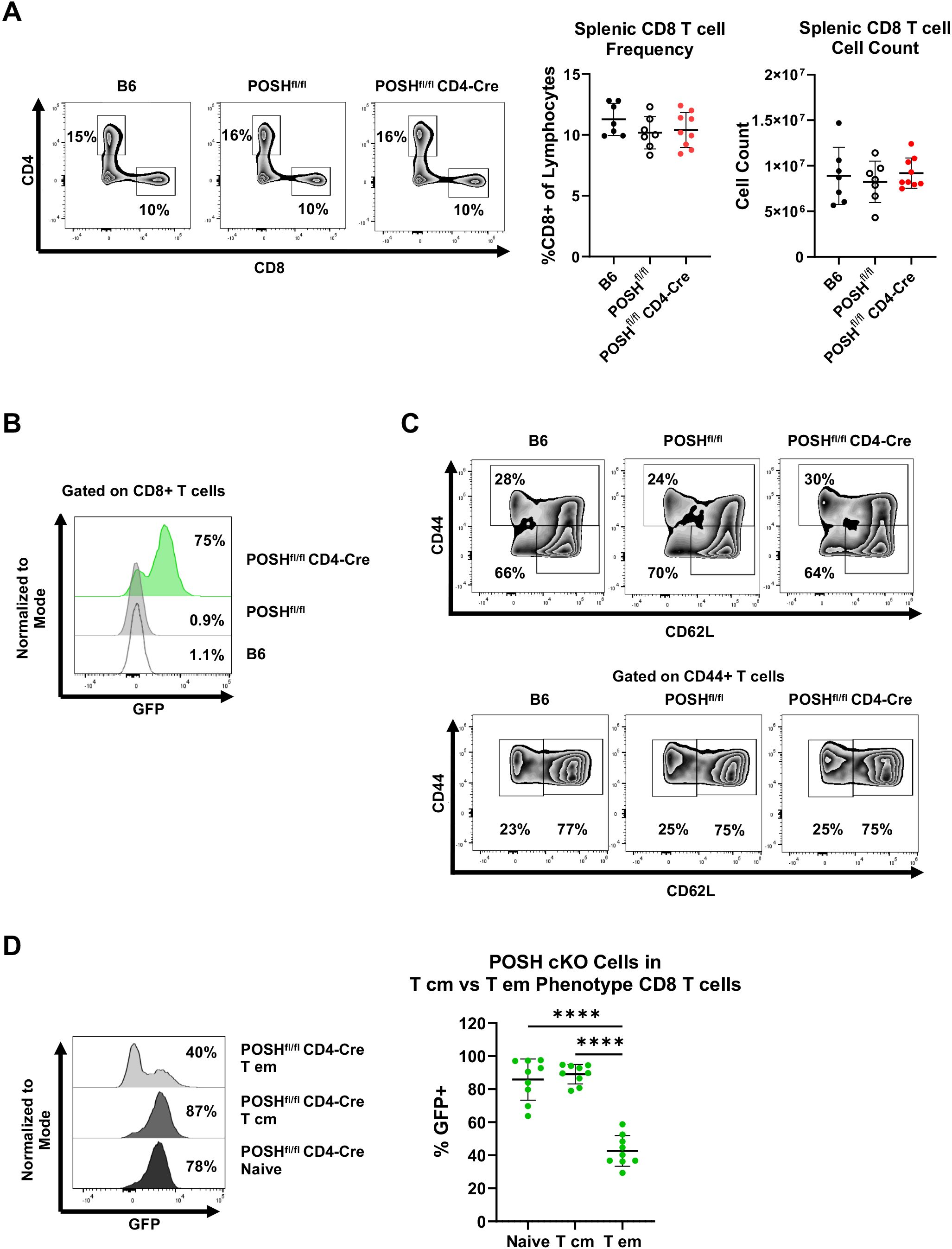 Flow cytometry analysis of splenic T cells. Panel A shows contour plots and graphs comparing CD8 T cell frequency and count among B6, POSH fl/fl, and POSH fl/fl CD4-Cre mice. Panel B presents GFP expression in CD8 T cells across genotypes. Panel C displays CD44 and CD62L expression in CD8 and CD44+ T cells for each genotype. Panel D illustrates GFP expression across different T cell phenotypes in POSH cKO cells, with a bar graph highlighting significant differences in GFP positivity between naive and memory T cells.