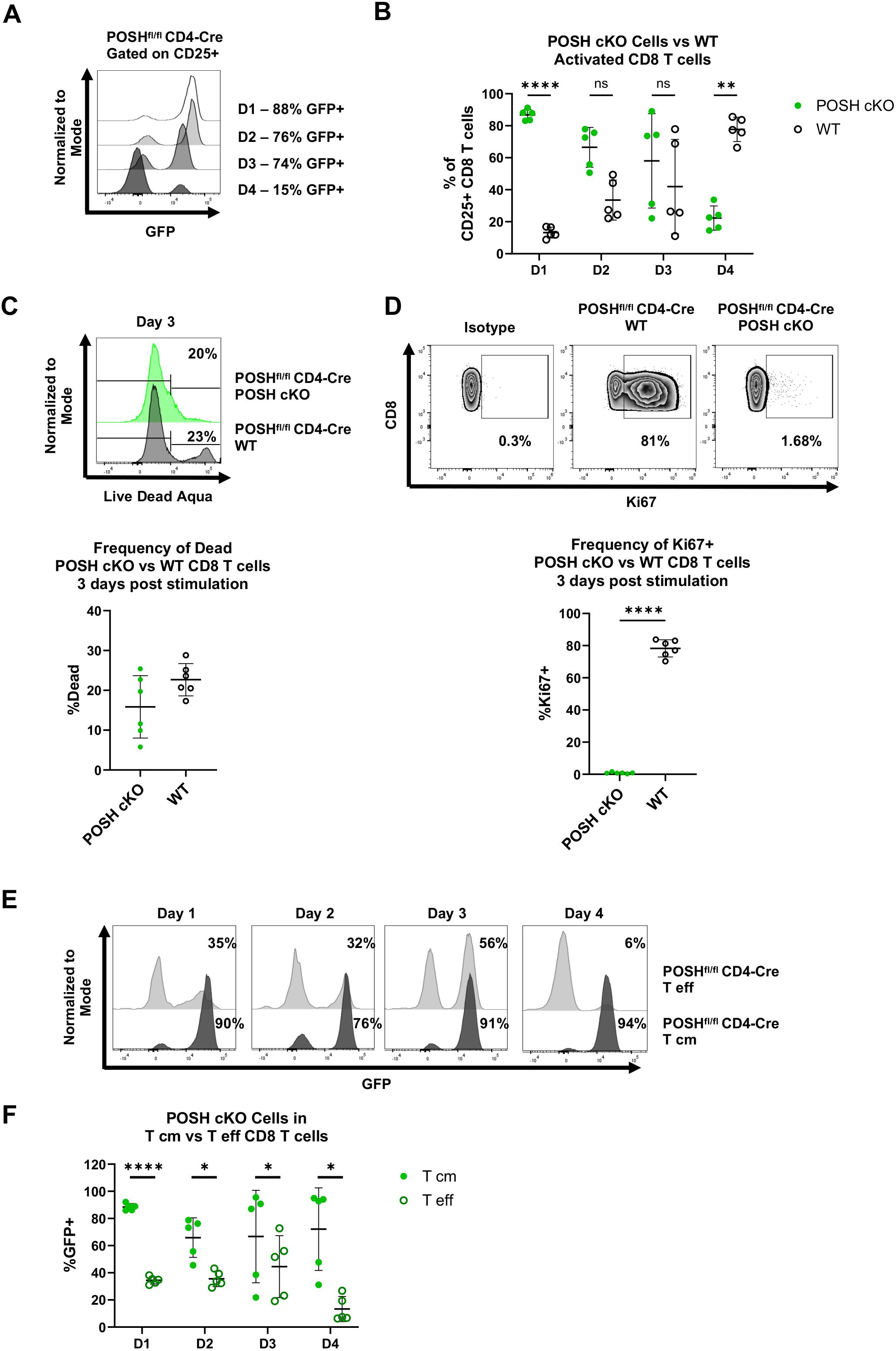 Flow cytometry analysis graphs and charts comparing POSH cKO and WT T cells. Panel A shows GFP expression over four days in CD25-positive cells. Panel B presents a dot plot of CD25-positive CD8 T cell percentages, highlighting significant differences on day one and day three. Panel C displays dead cell frequency with a histogram and corresponding dot plot. Panel D illustrates Ki67-positive cell frequency through contour plots and a dot plot. Panel E compares GFP expression between effector and central memory T cells over four days. Panel F shows a dot plot comparing GFP-positive percentages in T cm and T eff cells across four days.