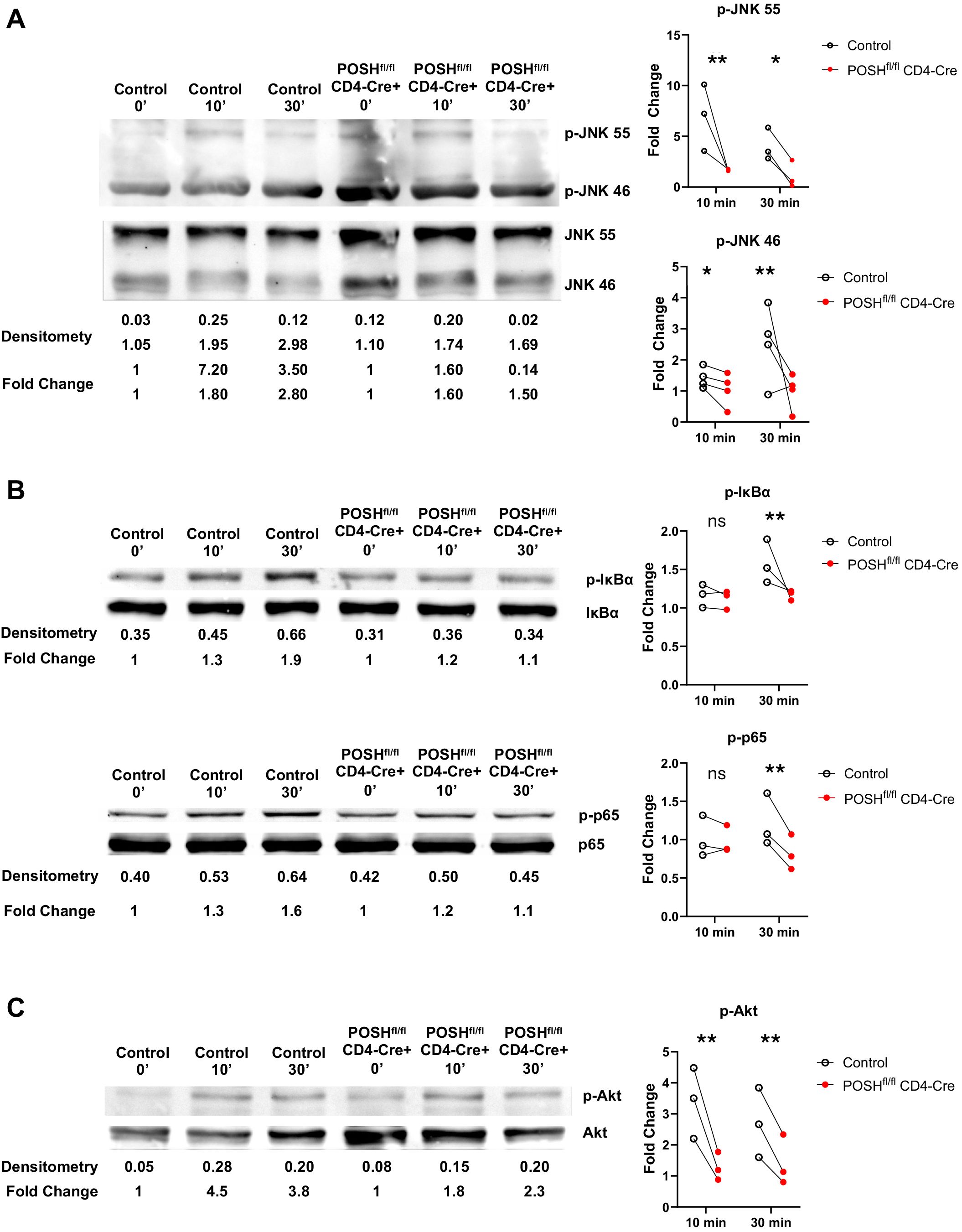 Western blot analysis of protein expression in control and POSHfl/fl CD4-Cre+ cells over different time points (0, 10, 30 minutes). (A) Shows p-JNK 55 and 46 with densitometry and fold change. Corresponding graphs display fold change for p-JNK 55 and 46. (B) Depicts p-IκBα and p-p65 with their densitometry and fold change, alongside graphs for fold change. (C) Shows expression of p-Akt with densitometry and fold change, with a related graph. Statistical significance is indicated by asterisks on the graphs.