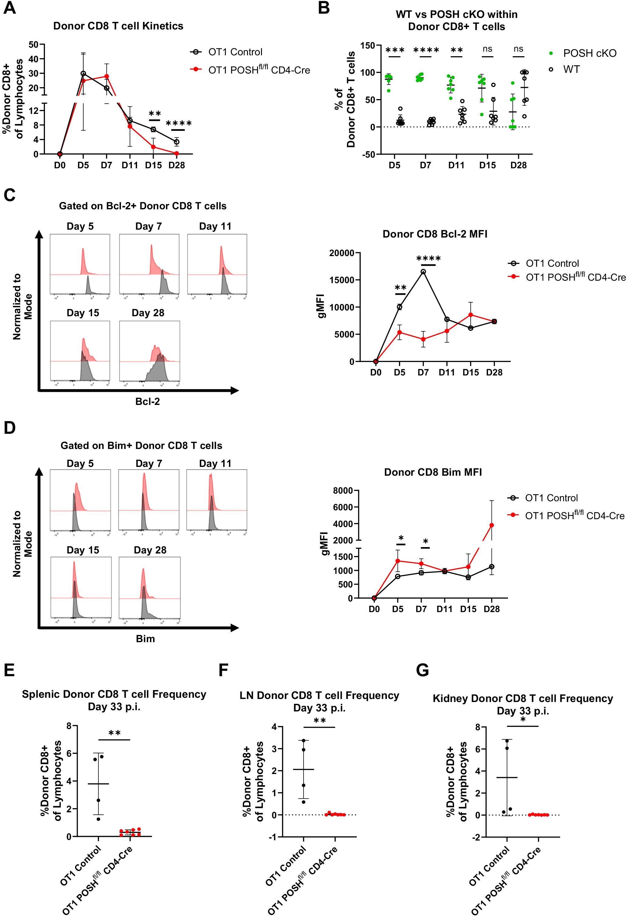 Graphs and charts display data on CD8 T cell kinetics and protein expression. A: Line graph comparing donor CD8 T cell percentages over days in OT1 control and OT1 POSHf/f CD4-Cre groups. OT1 control shows higher numbers. B: Scatter plot comparing wild-type and POSH cKO donor CD8+ T cells at various time points, noting significant differences at earlier days. C: Flow cytometry histograms of Bcl-2 expression and corresponding line graph of geometric mean fluorescence intensity (gMFI), showing higher levels in OT1 control. D: Flow cytometry histograms of Bim expression and corresponding gMFI line graph, indicating differences primarily on day 5. E-G: Bar graphs showing CD8 T cell frequency in spleen, lymph nodes, and kidney on day 33 post-infection, with OT1 control having higher frequencies. Statistical significance is marked.