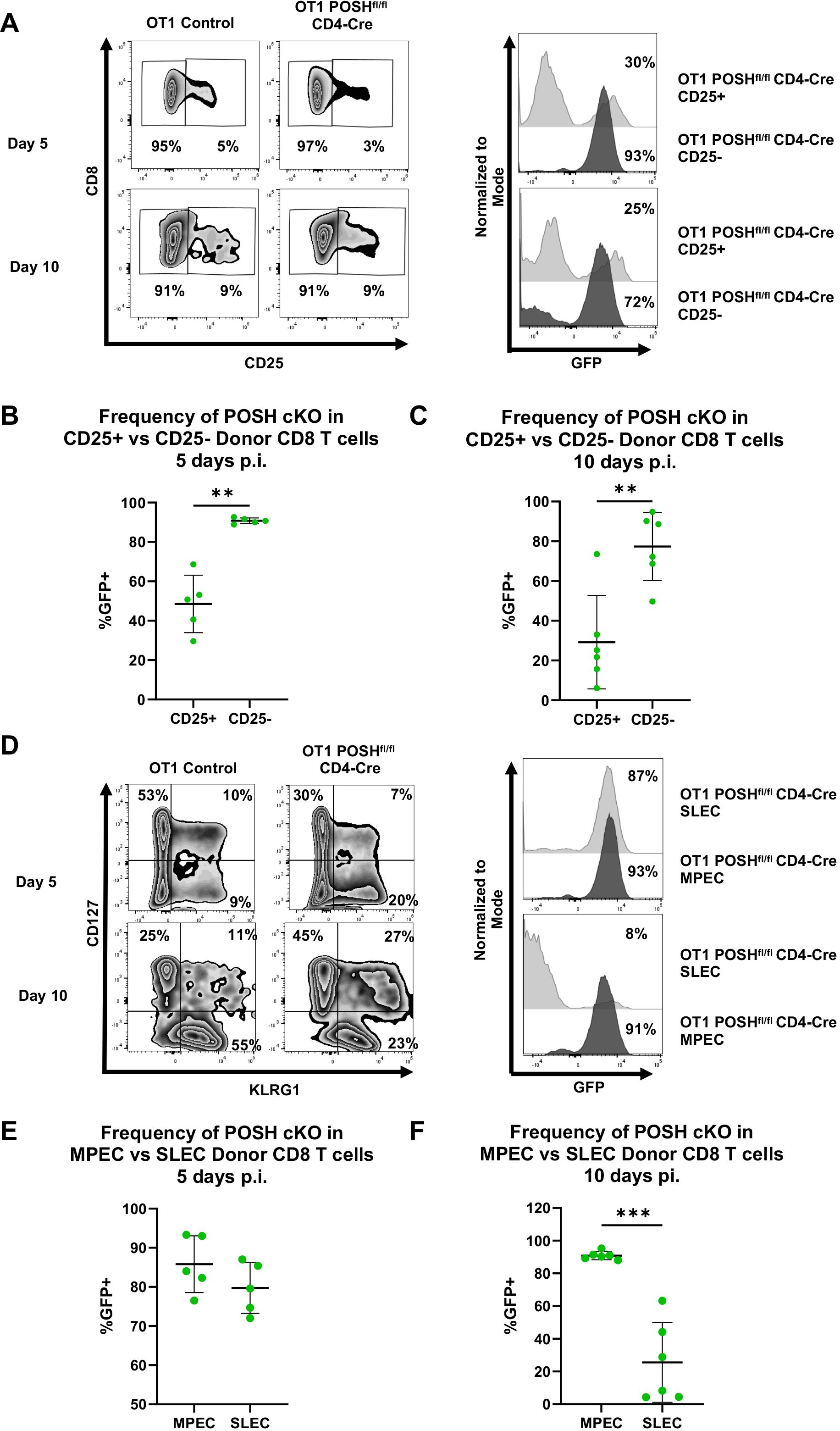 Flow cytometry analysis of CD8 T cells over time. Panel A displays dot plots and histograms comparing CD25 expression on CD8 T cells in OT1 Control and OT1 POSH conditional knockout mice at days five and ten post-infection. Panels B and C show bar graphs illustrating the frequency of GFP-positive cells in CD25-positive versus CD25-negative donor CD8 T cells at five and ten days post-infection, respectively. Panel D presents contour plots and histograms comparing CD127 and KLRG1 expression. Panels E and F depict frequencies of GFP-positive cells in MPEC versus SLEC donor CD8 T cells at five and ten days post-infection. Statistical significance is indicated with asterisks.