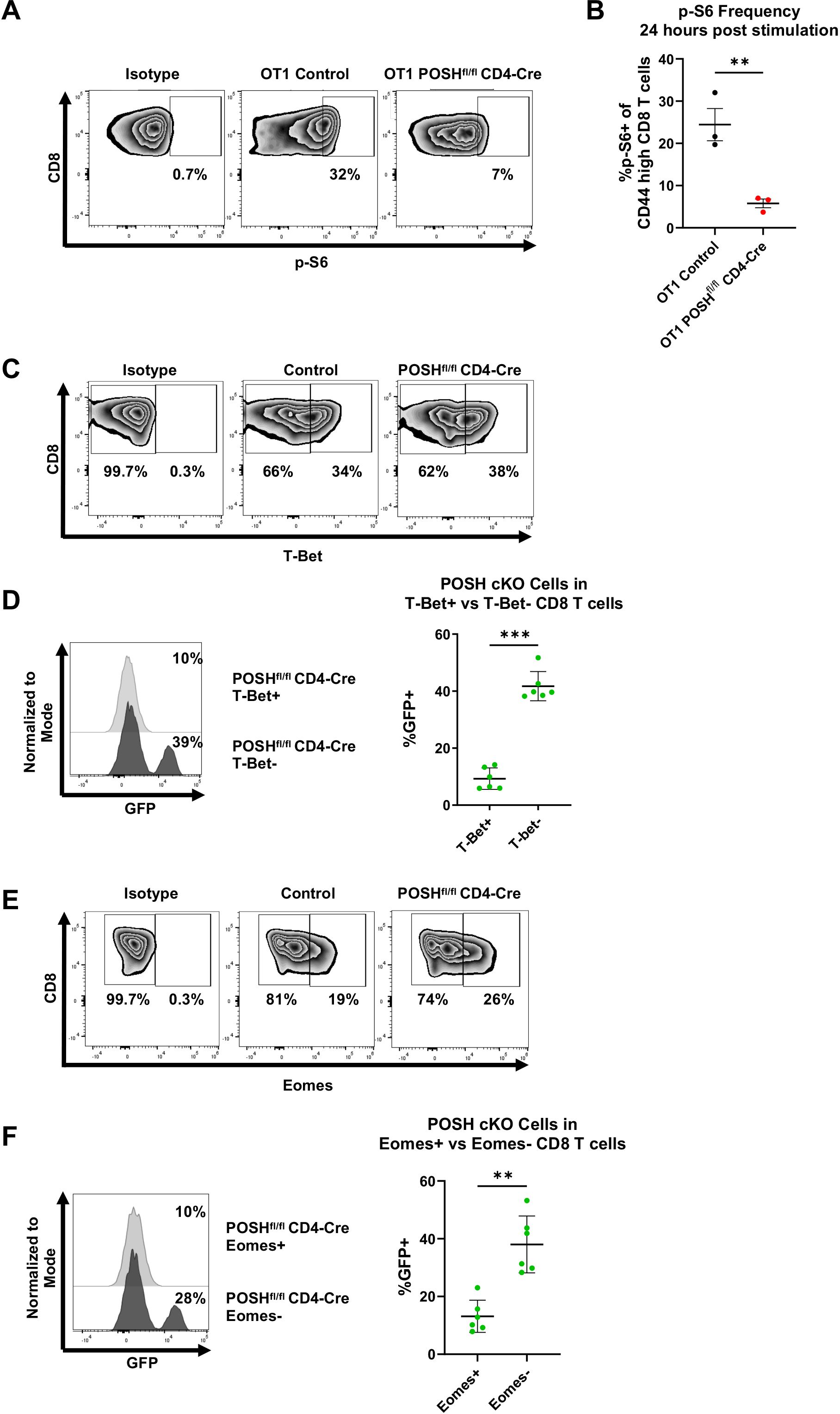 Flow cytometry data and graphs analyze CD8 T cells. Panel A shows p-S6 levels, with decreased percentage in OT1 POSH^fl/fl CD4-Cre compared to OT1 Control. Panel B bar graph indicates significant reduction in p-S6 frequency in CD44 high CD8 T cells for OT1 POSH^fl/fl CD4-Cre. Panel C shows T-Bet expression, with similar levels in all groups. Panel D highlights a GFP expression difference between T-Bet positive and negative CD8 T cells. Panel E and F evaluate Eomes expression, showing GFP expression differences between Eomes positive and negative cells. Statistical significance indicated by asterisks.