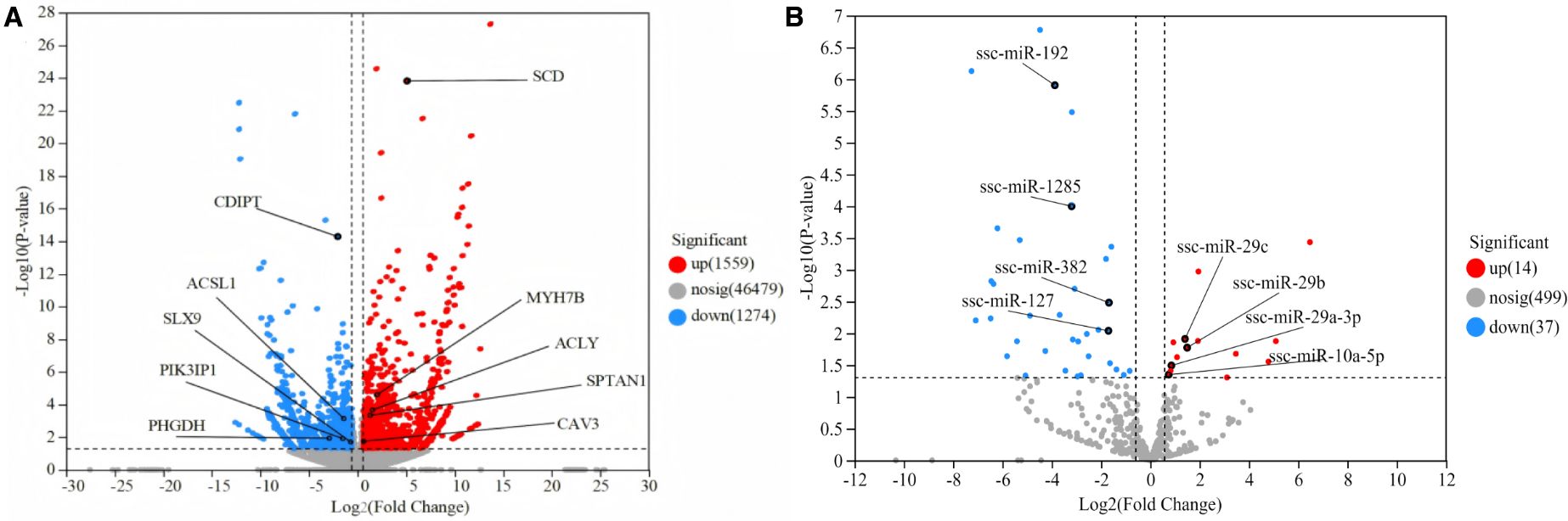 Two volcano plots labeled A and B display gene expression data. Plot A shows genes labeled CDIPT, ACSL1, SLX9, PIK3IP1, PHGDH, SCD, MYH7B, ACLY, SPTAN1, and CAV3, with red and blue dots indicating significant upregulation and downregulation, respectively. Plot B highlights microRNAs ssc-miR-192, ssc-miR-1285, ssc-miR-382, ssc-miR-127, ssc-miR-29c, ssc-miR-29b, ssc-miR-29a-3p, and ssc-miR-10a-5p. Legends denote significant and nonsignificant changes in gene expression.