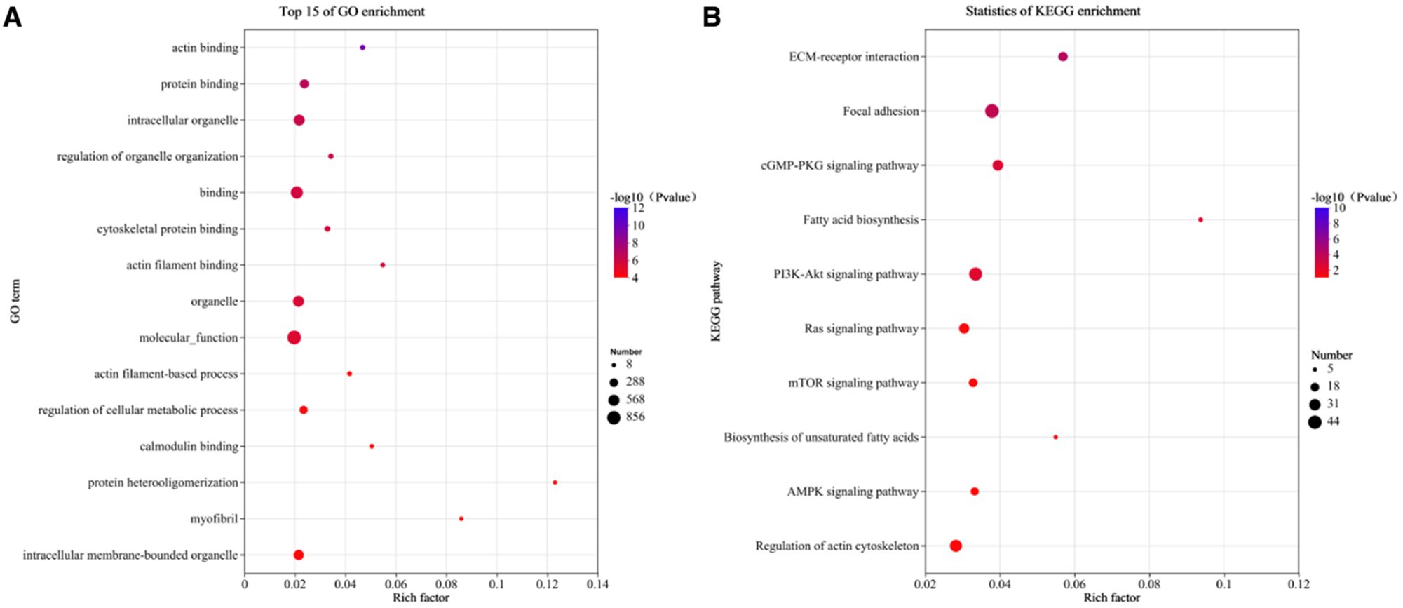 Panel A shows a dot plot of the top fifteen GO enrichment terms, indicating the rich factor and P-value significance through color and size. Terms include actin binding and protein binding. Panel B presents KEGG enrichment statistics with pathways like ECM-receptor interaction and mTOR signaling pathway, shown similarly with rich factor and P-value significance. The color scale represents P-value significance, while dot size indicates the number of involved genes.