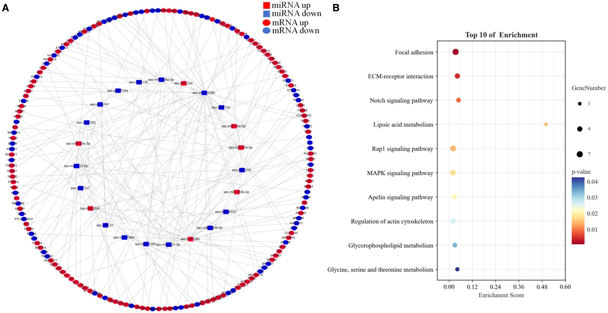 Panel A shows a circular network map depicting interactions among miRNA and mRNA, with nodes in red indicating upregulation and blue indicating downregulation. Panel B presents a dot plot of the top 10 pathway enrichments, with dots varying in size and color to indicate gene number and p-value. The pathways are ranked by enrichment score, with focal adhesion at the top.