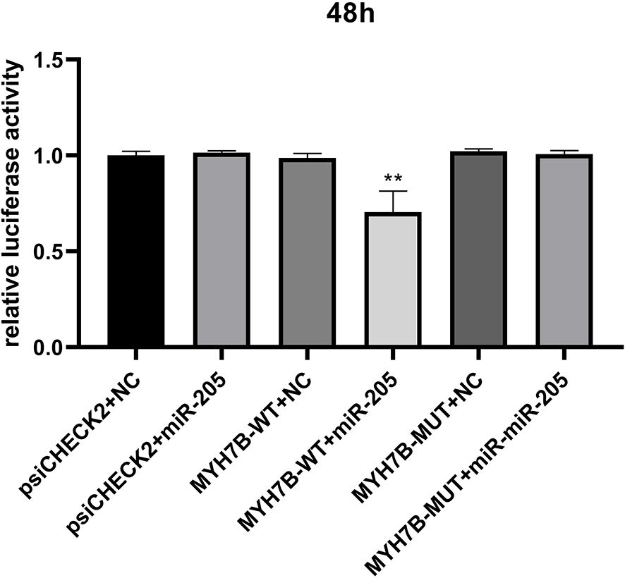 Bar chart showing relative luciferase activity at 48 hours for various treatments. Bars represent psiCHECK2+NC, psiCHECK2+miR-205, MYH7B-WT+NC, MYH7B-WT+miR-205, MYH7B-MUT+NC, and MYH7B-MUT+miR-205. The MYH7B-WT+miR-205 treatment shows significantly lower activity, indicated by double asterisks, compared to others. Measurements range from 0 to 1.5.
