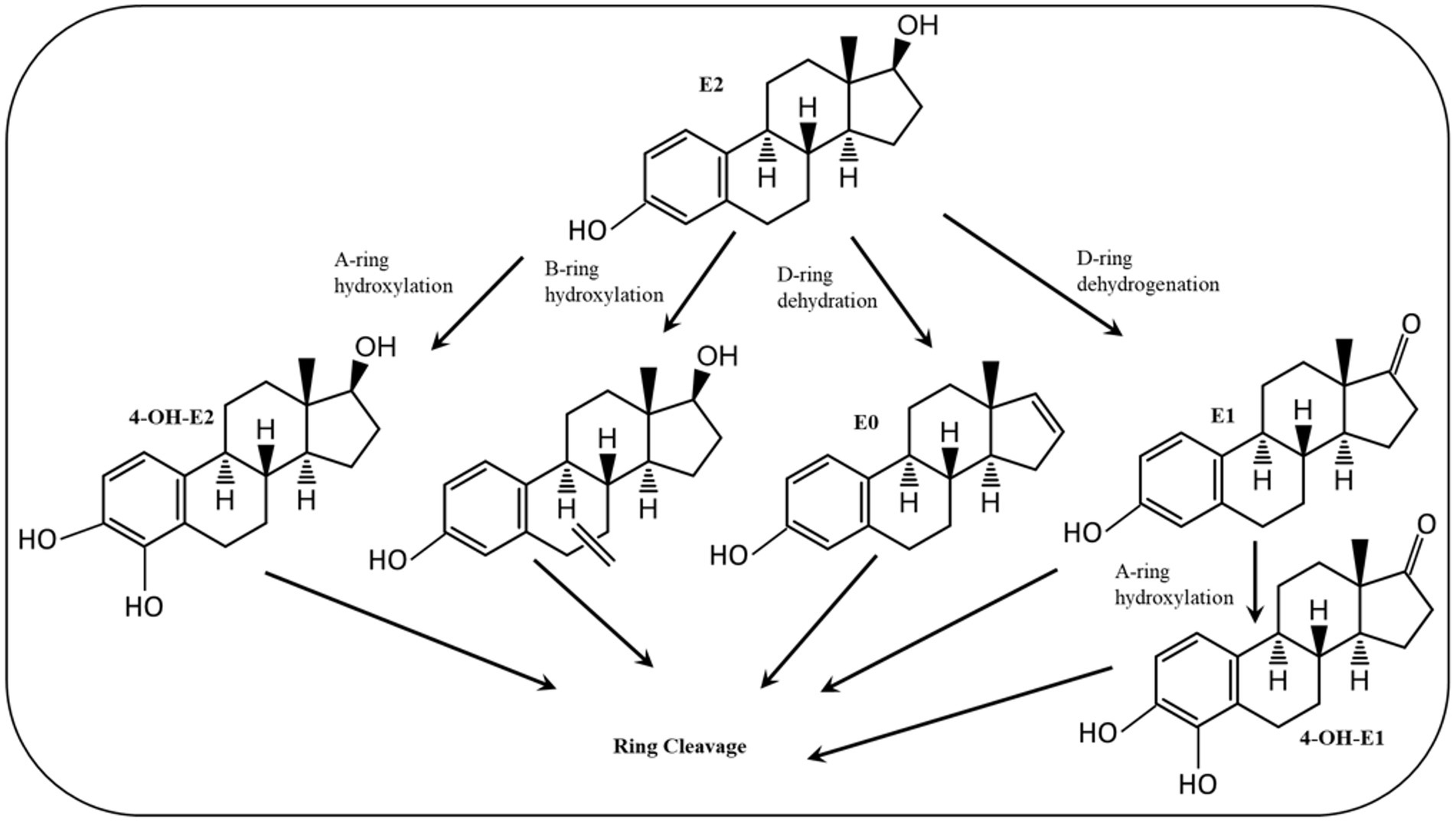 Chemical reaction pathway diagram illustrating estrogen metabolism. Estradiol (E2) undergoes A-ring hydroxylation to form 4-OH-E2 and B-ring hydroxylation to form E0. D-ring dehydration leads to E1, which undergoes A-ring hydroxylation to form 4-OH-E1. All compounds converge at ring cleavage steps, indicated by arrows.