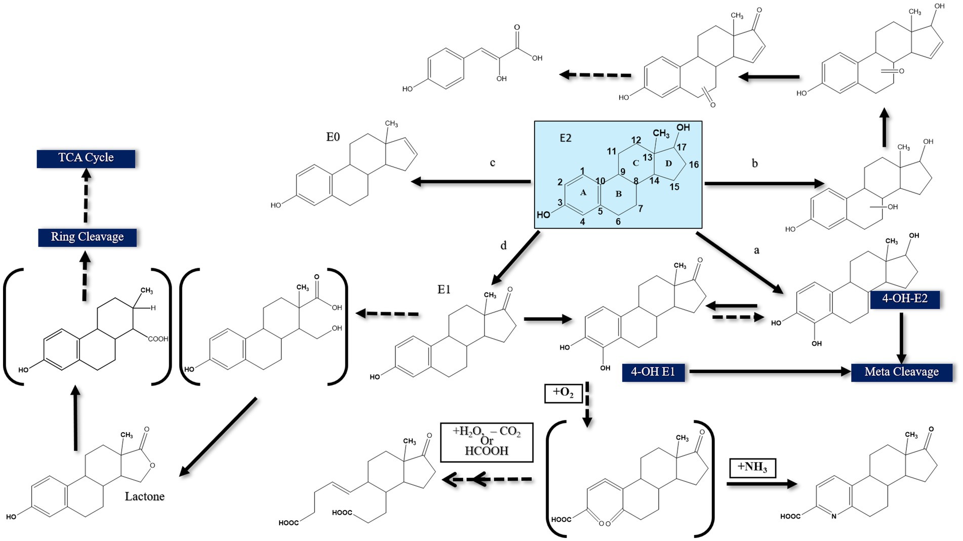 Chemical pathway diagram showing the degradation of estradiol (E2). Starting from E2, the process includes various intermediate compounds such as E0, E1, 4-OH-E2, and 4-OH-E1. Reactions involve ring cleavage, meta cleavage, and the formation of a lactone. Different chemical transformations are indicated with arrows, including reactions with oxygen, ammonia, and carbon dioxide. The process connects to the TCA Cycle.