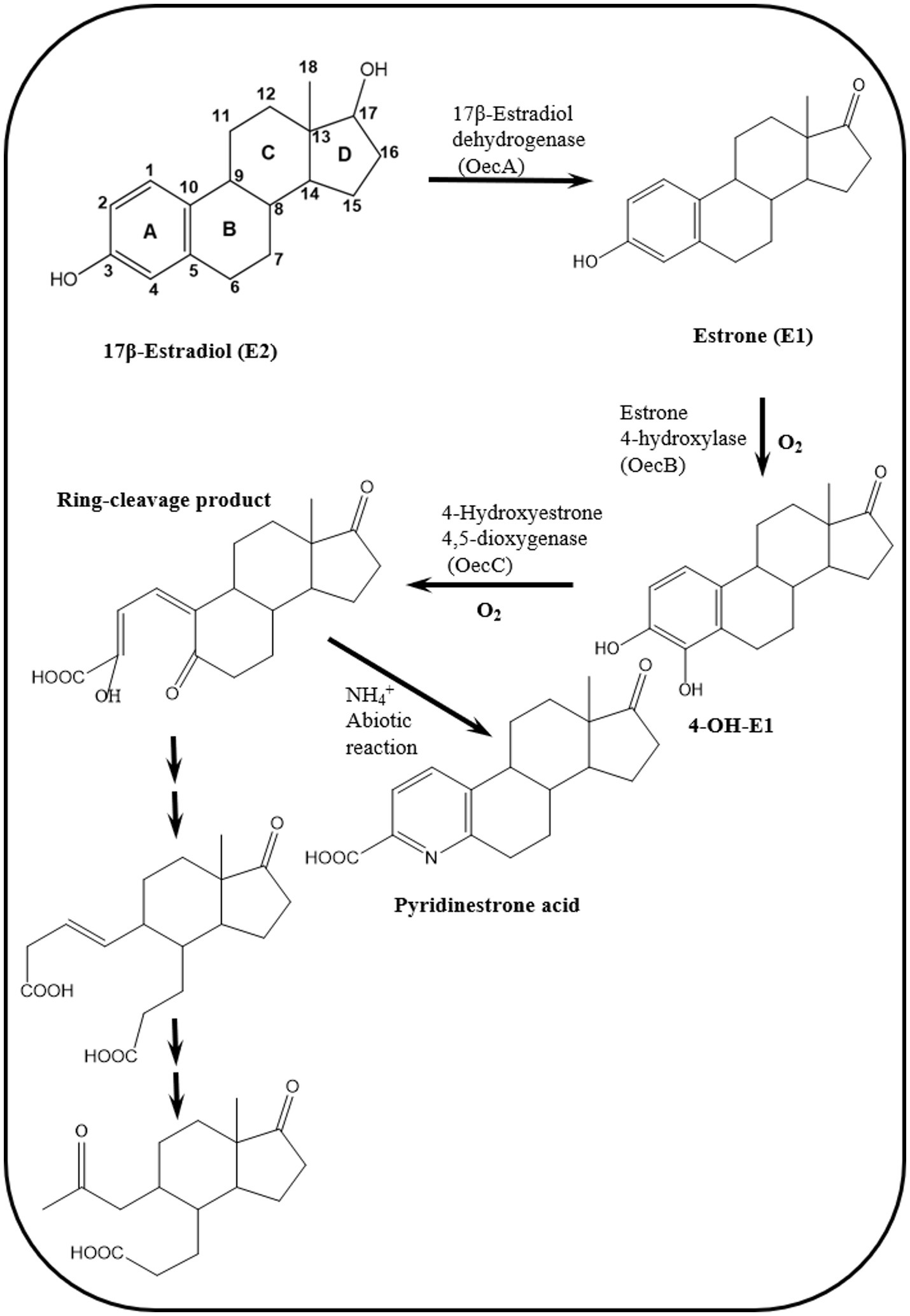 A diagram showing the biochemical conversion of 17β-Estradiol (E2) to Estrone (E1) using 17β-Estradiol dehydrogenase, followed by further transformations involving Estrone 4-hydroxylase and 4-Hydroxyestrone 4,5-dioxygenase, resulting in products like 4-OH-E1, pyridinestrone acid, and ring-cleavage derivatives. Oxygen and ammonia participate in reactions. The diagram includes molecular structures and labeled arrows indicating enzyme involvement.