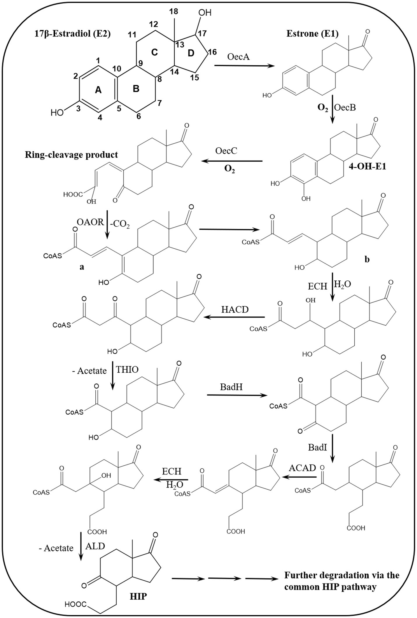 Chemical pathway diagram illustrating the degradation of 17β-Estradiol (E2) into various compounds, including Estrone (E1) and 4-OH-E1. Key enzymes involved are OecA, OecB, and others like HACD, THIO, and BadH. Arrows indicate the direction of chemical reactions and transformation of molecular structures, leading to intermediate products and further degradation via the HIP pathway.