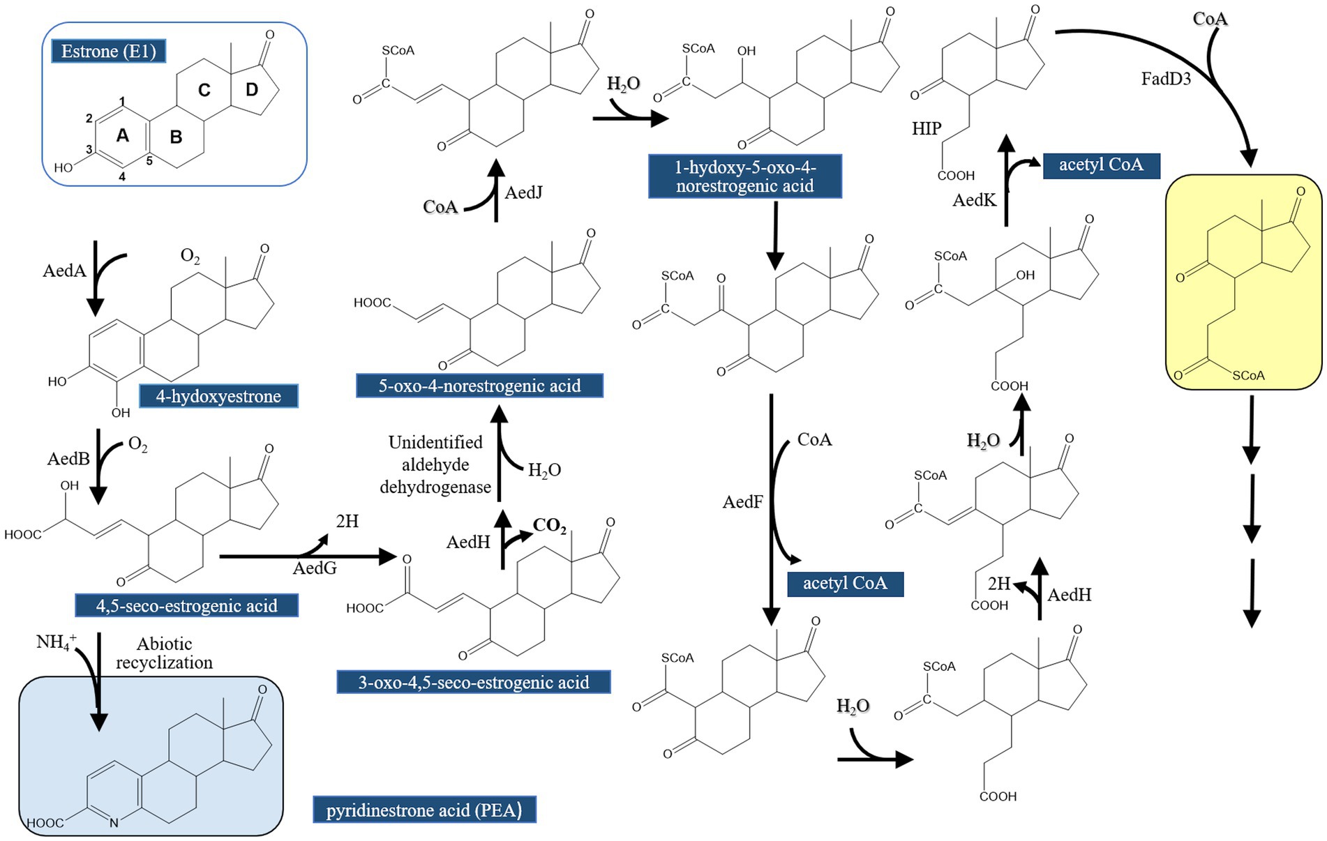 Biochemical pathway diagram depicting the degradation of estrone (E1) into various compounds through multiple enzymatic reactions. Key intermediates include 4-hydroxyestrone, 5-oxo-4-norestrogenic acid, 4,5-seco-estrogenic acid, and pyridinestrone acid (PEA). Each compound is connected by arrows indicating the transformation process, highlighting enzymes like AedA, AedB, AedF, and AedH. The diagram includes acetyl CoA and CoA involvement, with certain reactions producing water or carbon dioxide, and an unidentified aldehyde dehydrogenase is part of the pathway.