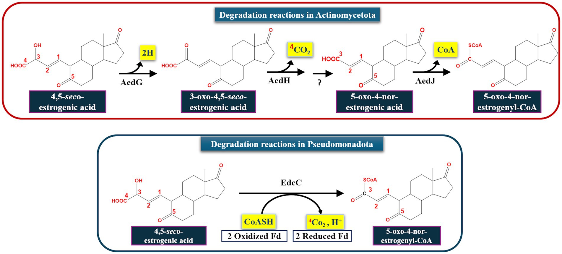 Diagram illustrating estrogenic acid degradation pathways in Actinomycetota and Pseudomonadota. In Actinomycetota, 4,5-seco-estrogenic acid is converted to 3-oxo-4,5-seco-estrogenic acid, then to 5-oxo-4-nor-estrogenic acid, and finally to 5-oxo-4-nor-estrogenyl-CoA. In Pseudomonadota, 4,5-seco-estrogenic acid directly converts to 5-oxo-4-nor-estrogenyl-CoA. Key enzymes and molecules involved are AedG, AedH, AedJ, CoA, and EdcC, with reactions indicating hydrogen, carbon dioxide, and Coenzyme A interactions.